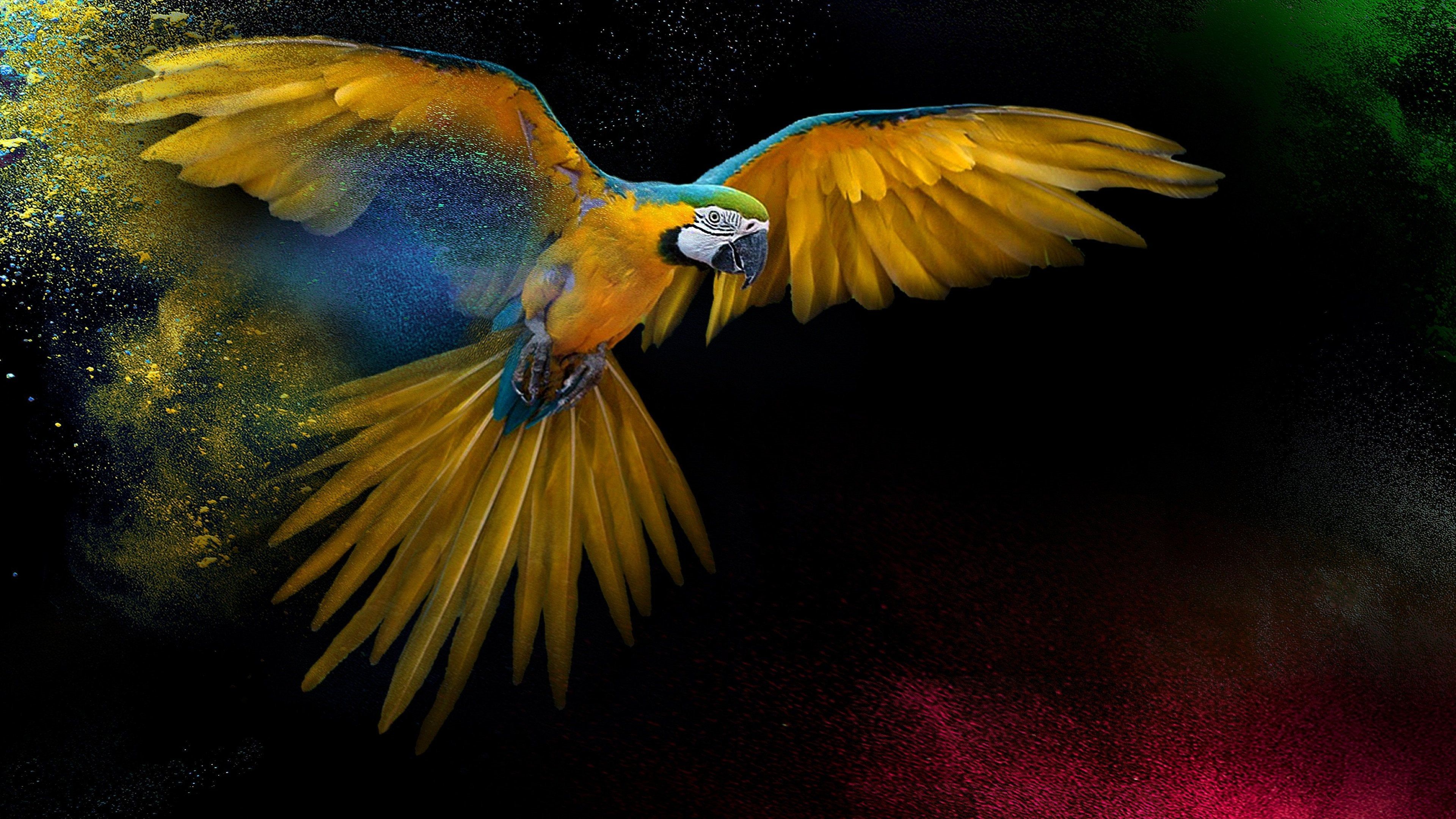 Parrot Os Wallpapers