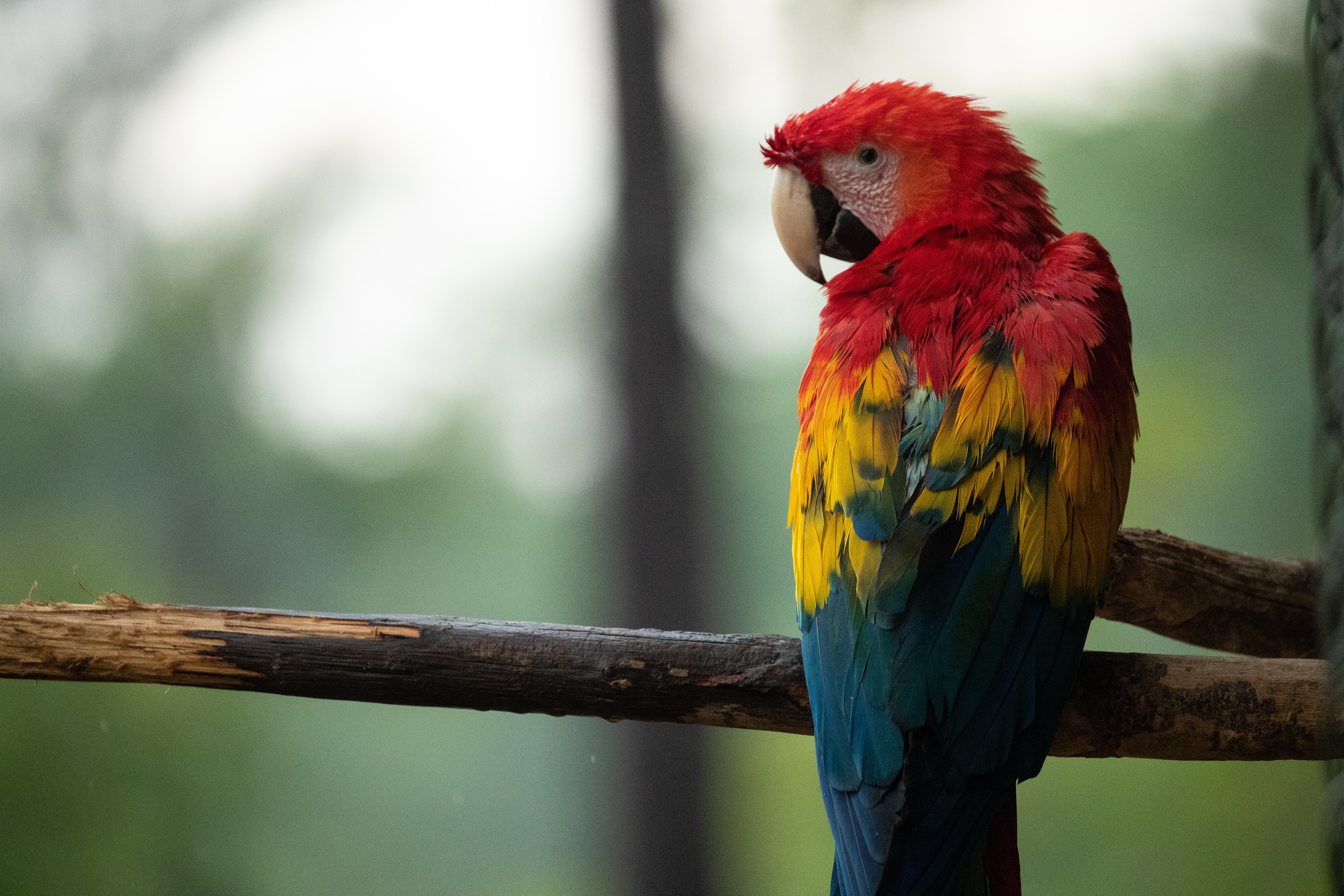 Parrots Wallpapers