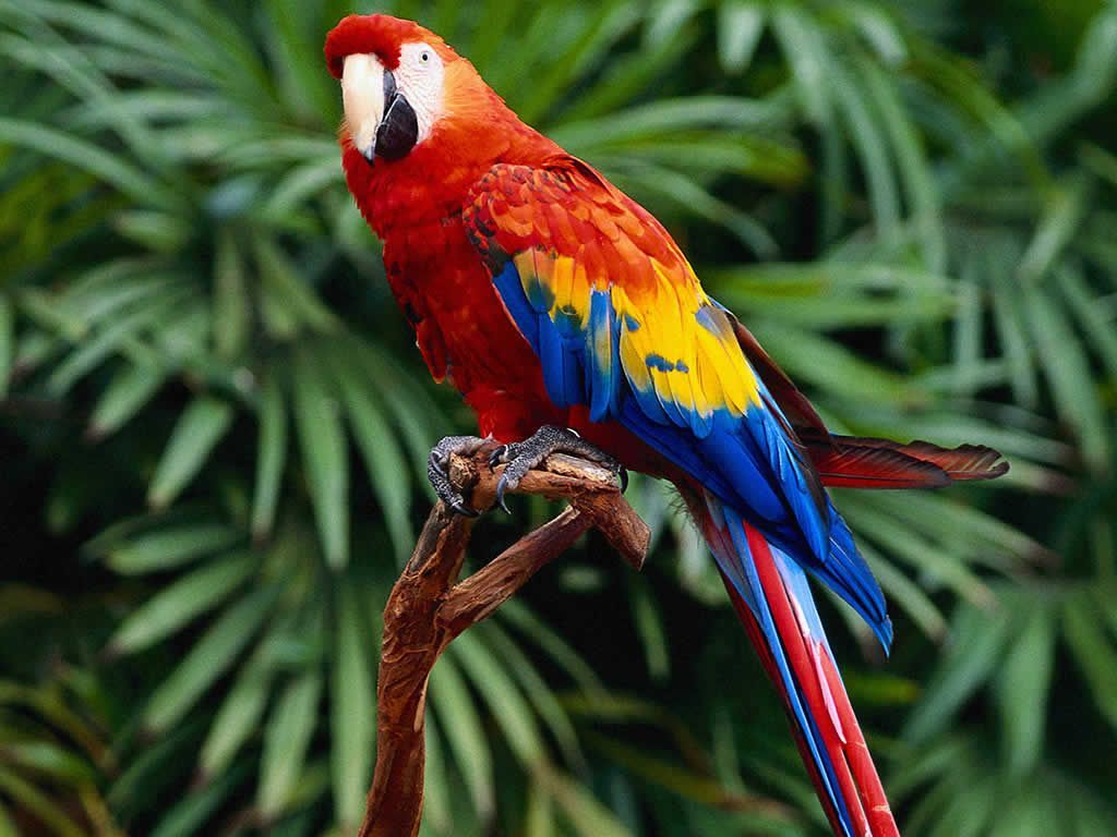 Parrots Wallpapers