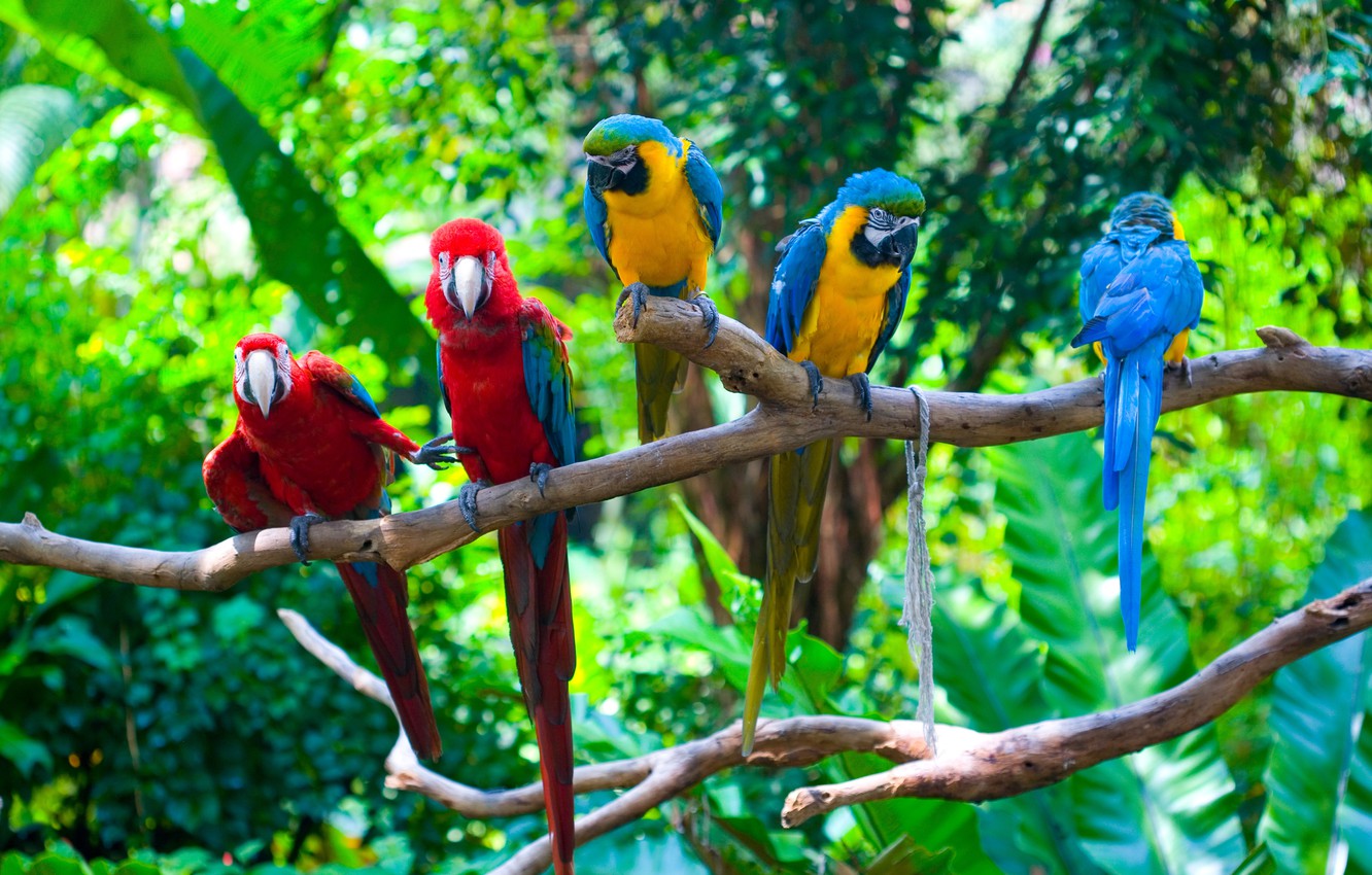 Parrots Wallpapers