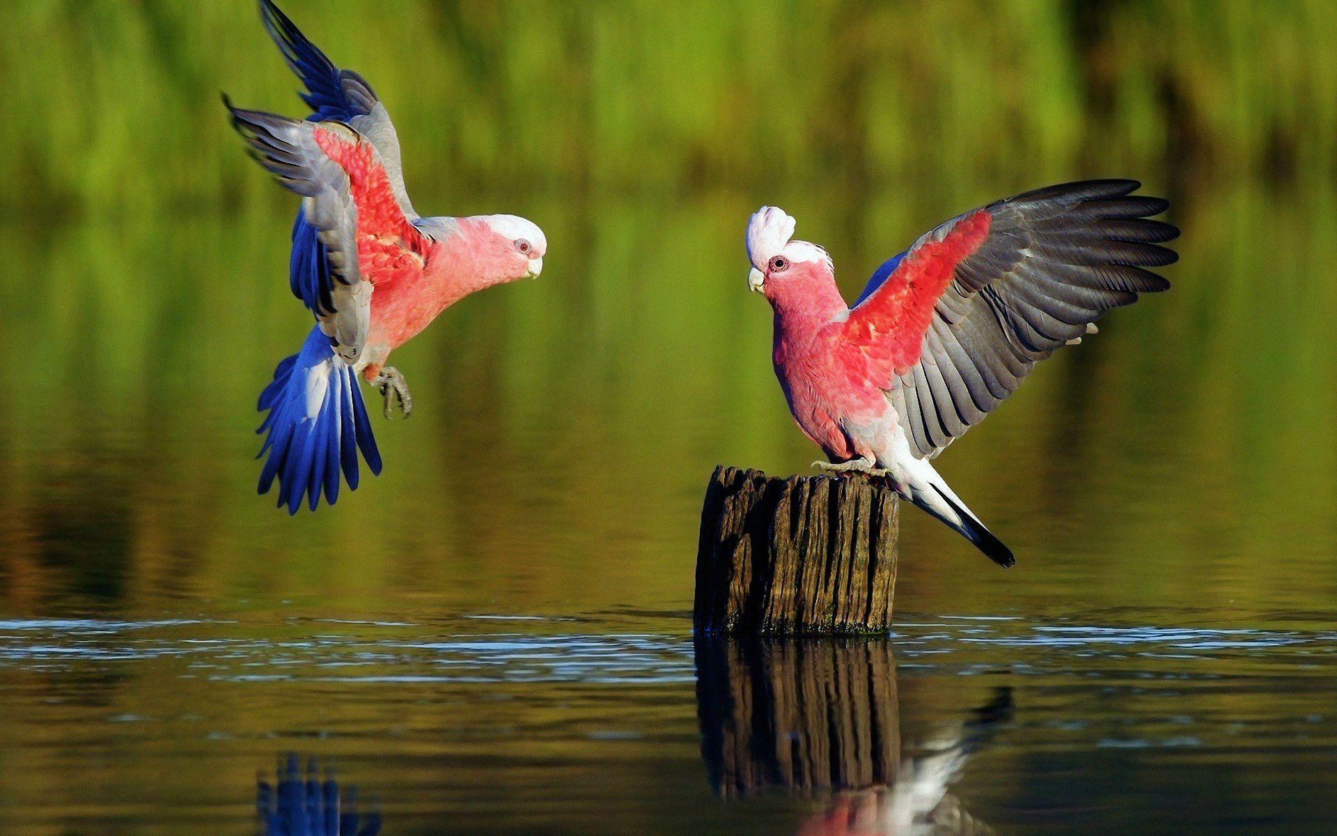 Parrots Wallpapers