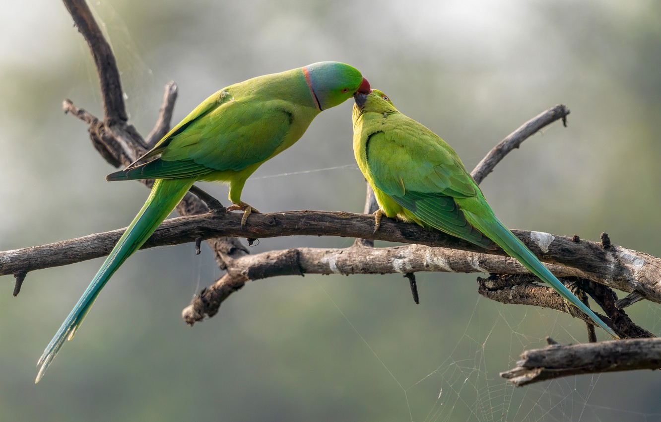 Parrots Wallpapers