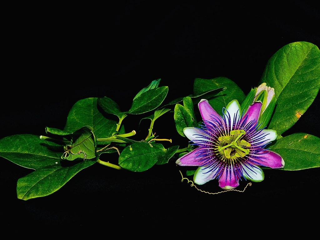 Passion Flower Wallpapers