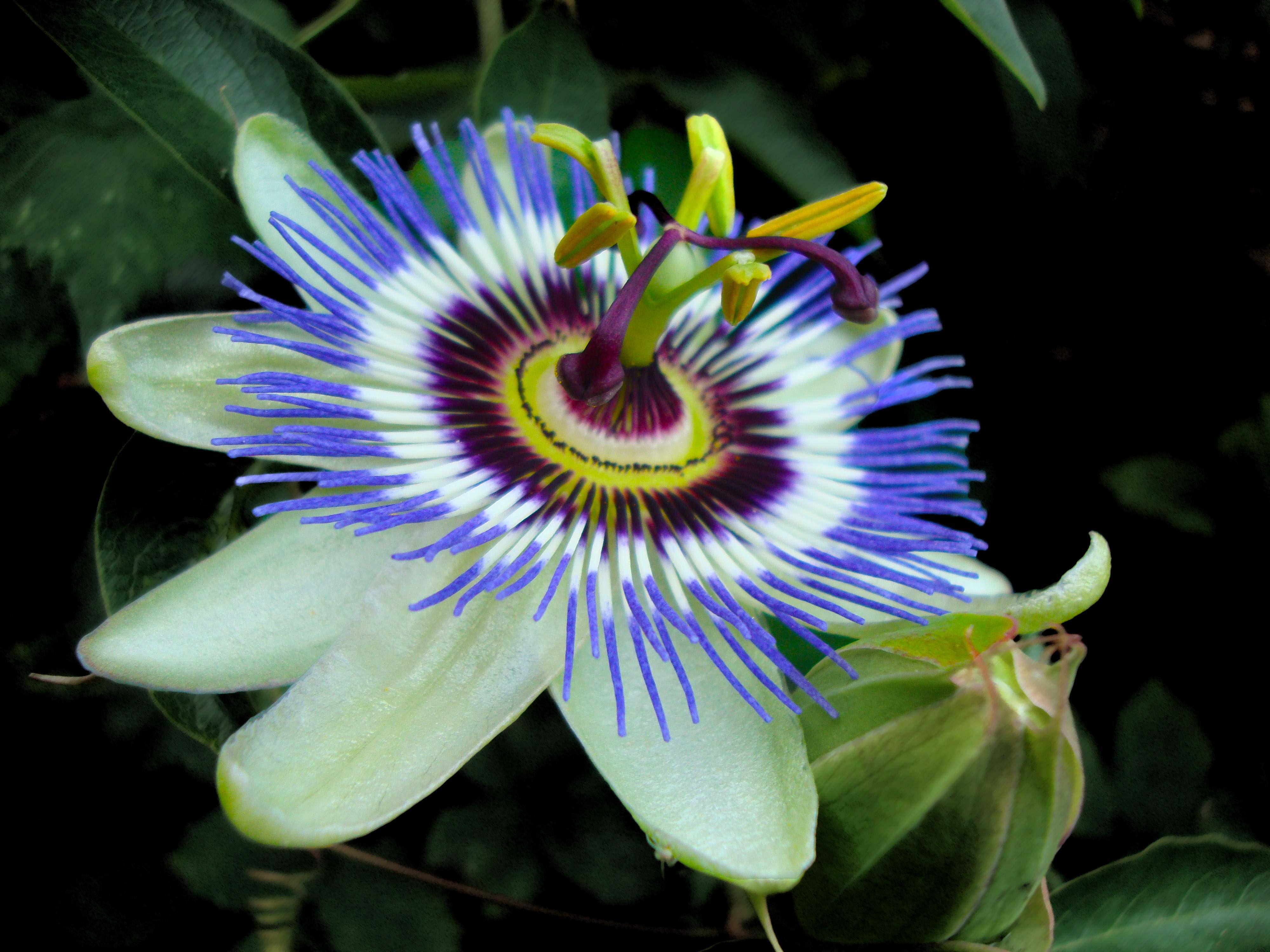 Passion Flower Wallpapers