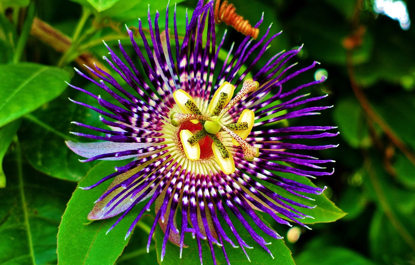 Passion Flower Wallpapers