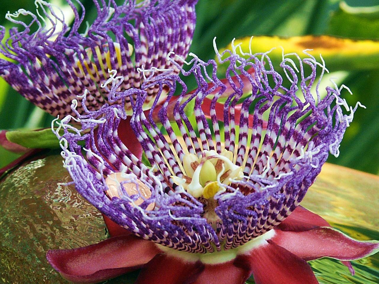 Passion Flower Wallpapers