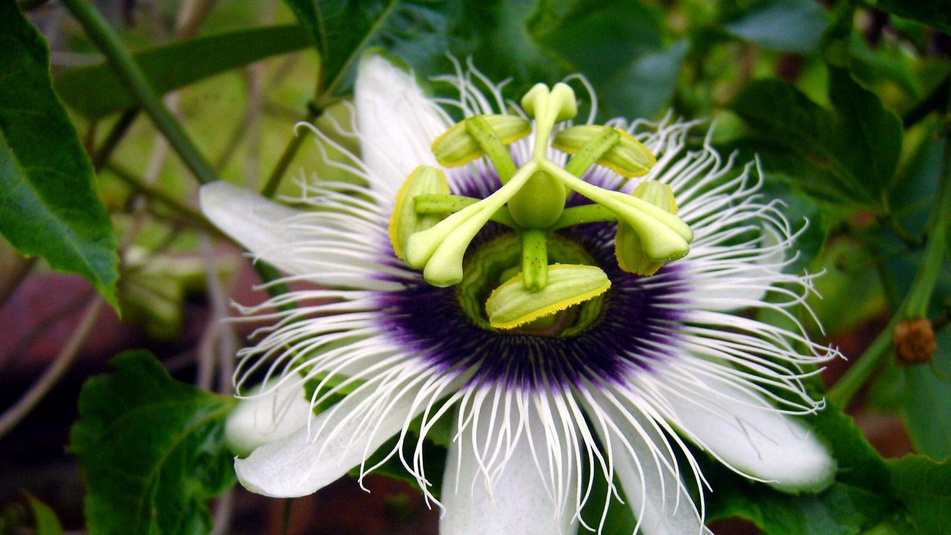 Passion Flower Wallpapers