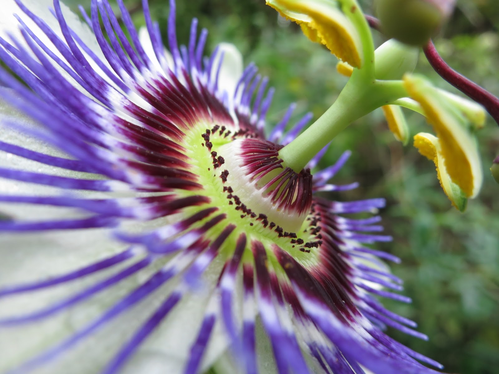 Passion Flower Wallpapers