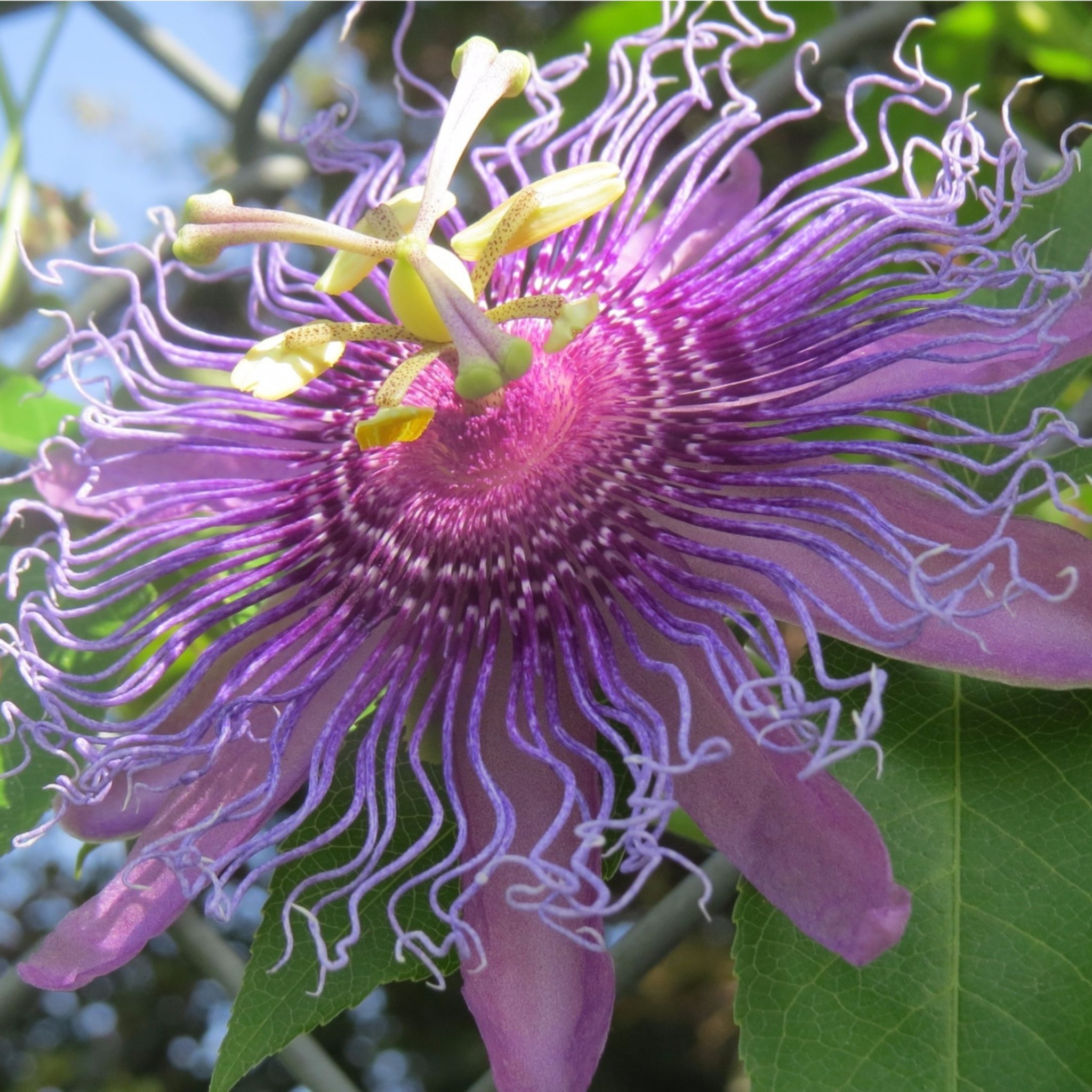 Passion Flower Wallpapers