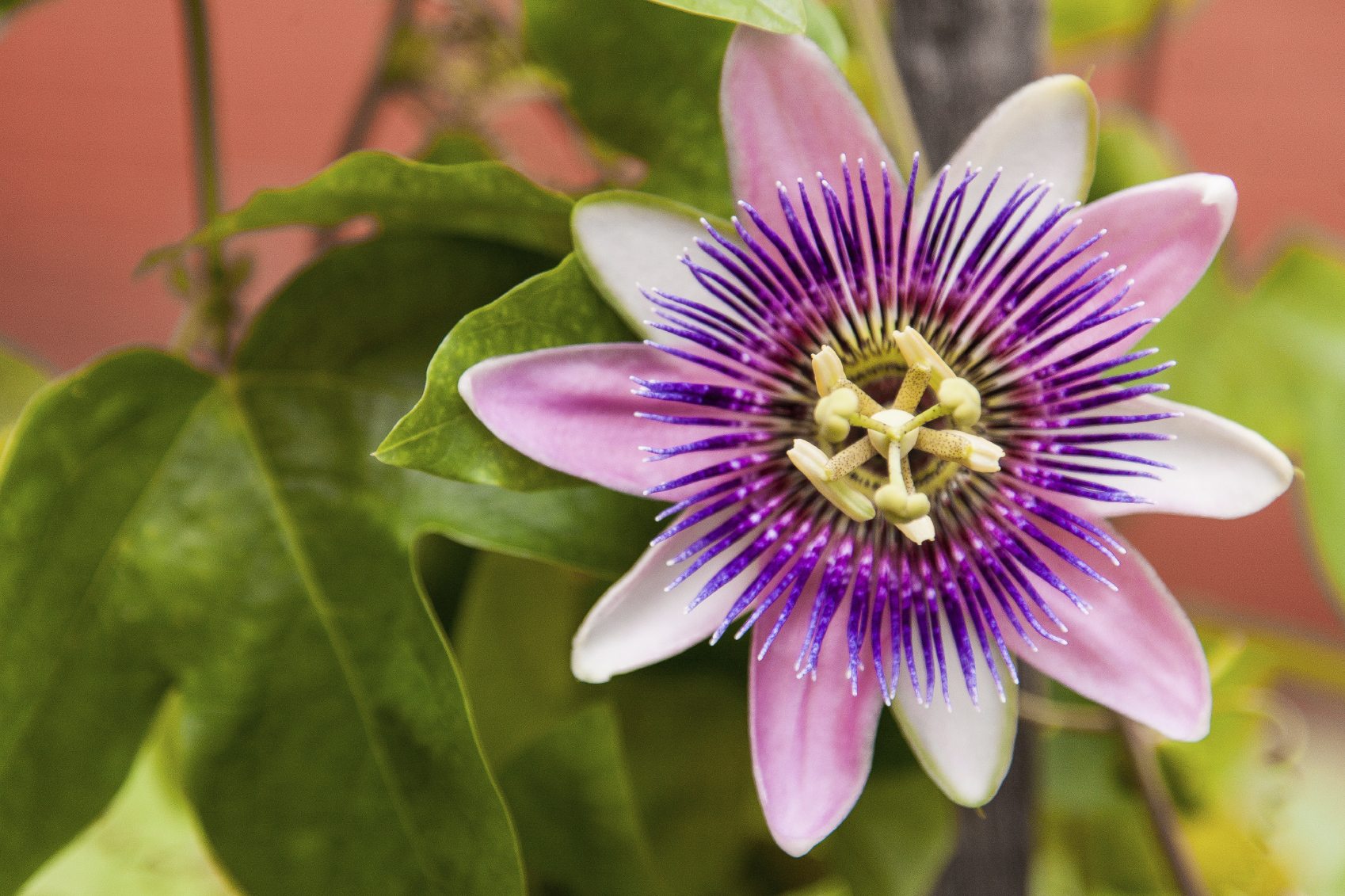 Passion Flower Wallpapers