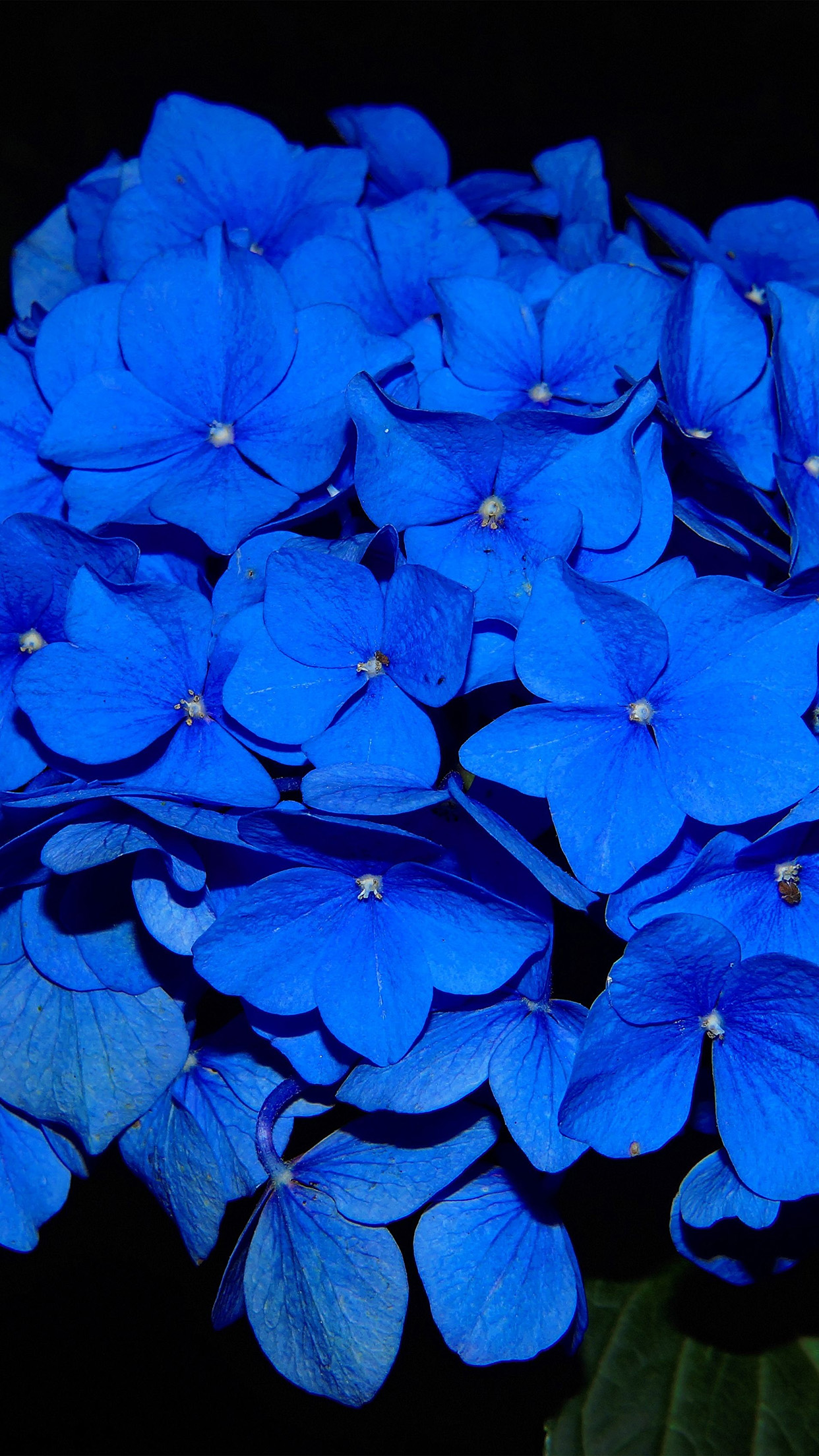 Pastel Blue Flower&Title=Wallpaperaccess.Com Wallpapers