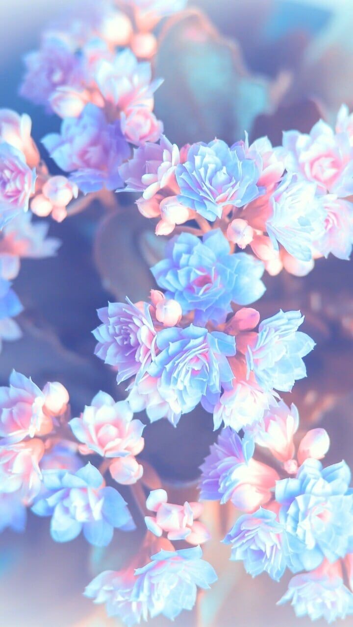 Pastel Blue Flower&Title=Wallpaperaccess.Com Wallpapers