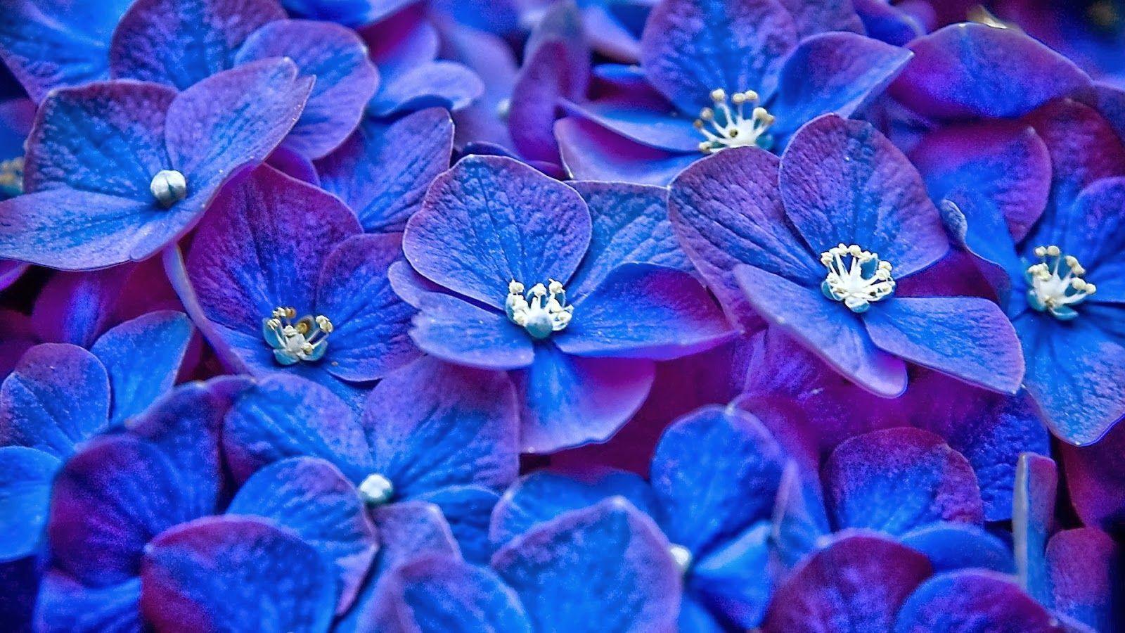 Pastel Blue Flower&Title=Wallpaperaccess.Com Wallpapers