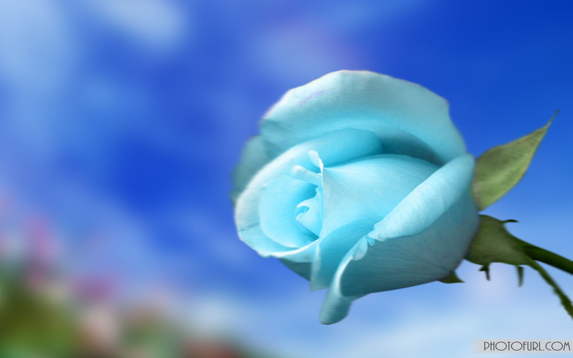 Pastel Blue Flower Wallpapers