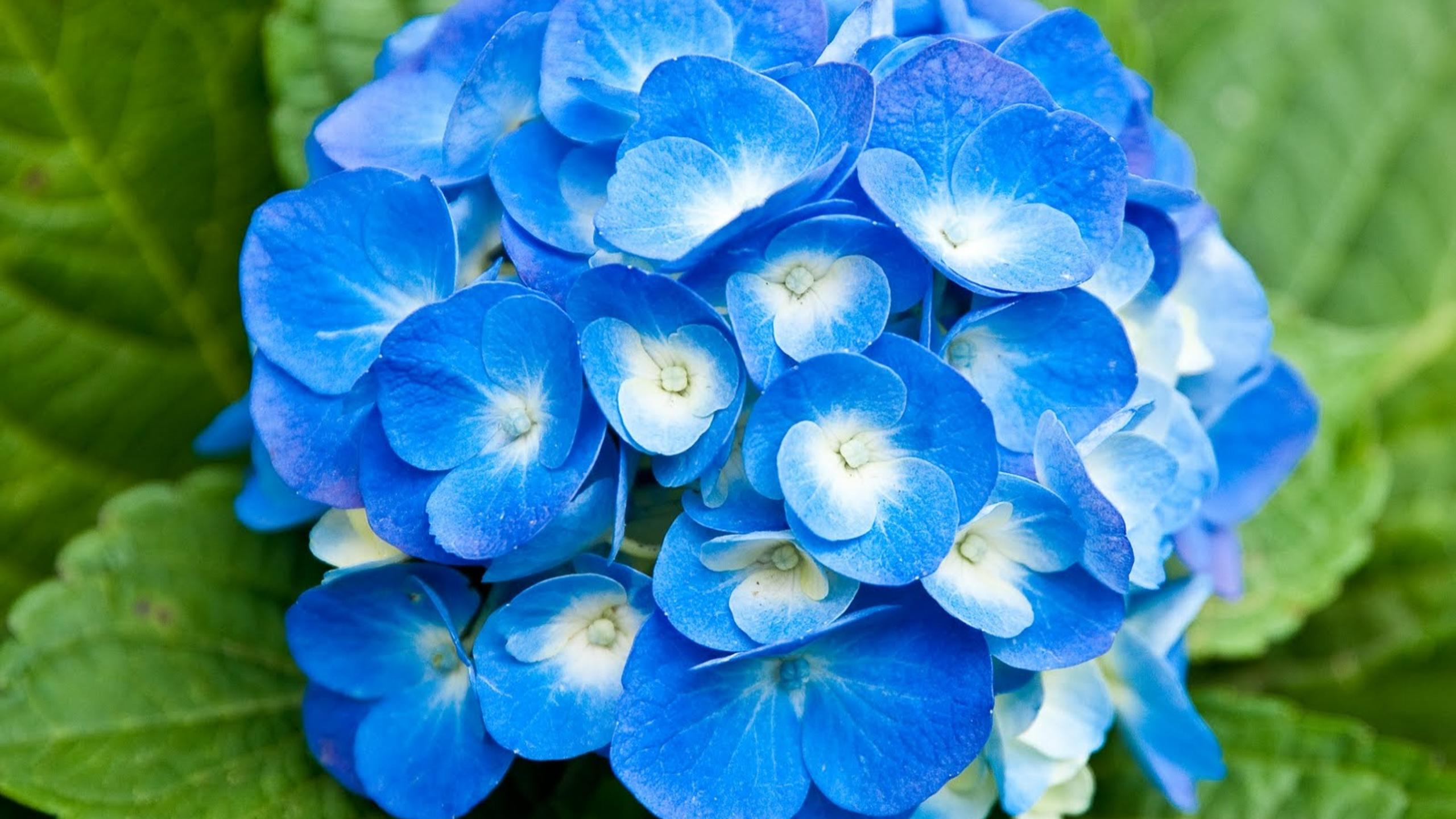 Pastel Blue Flower Wallpapers