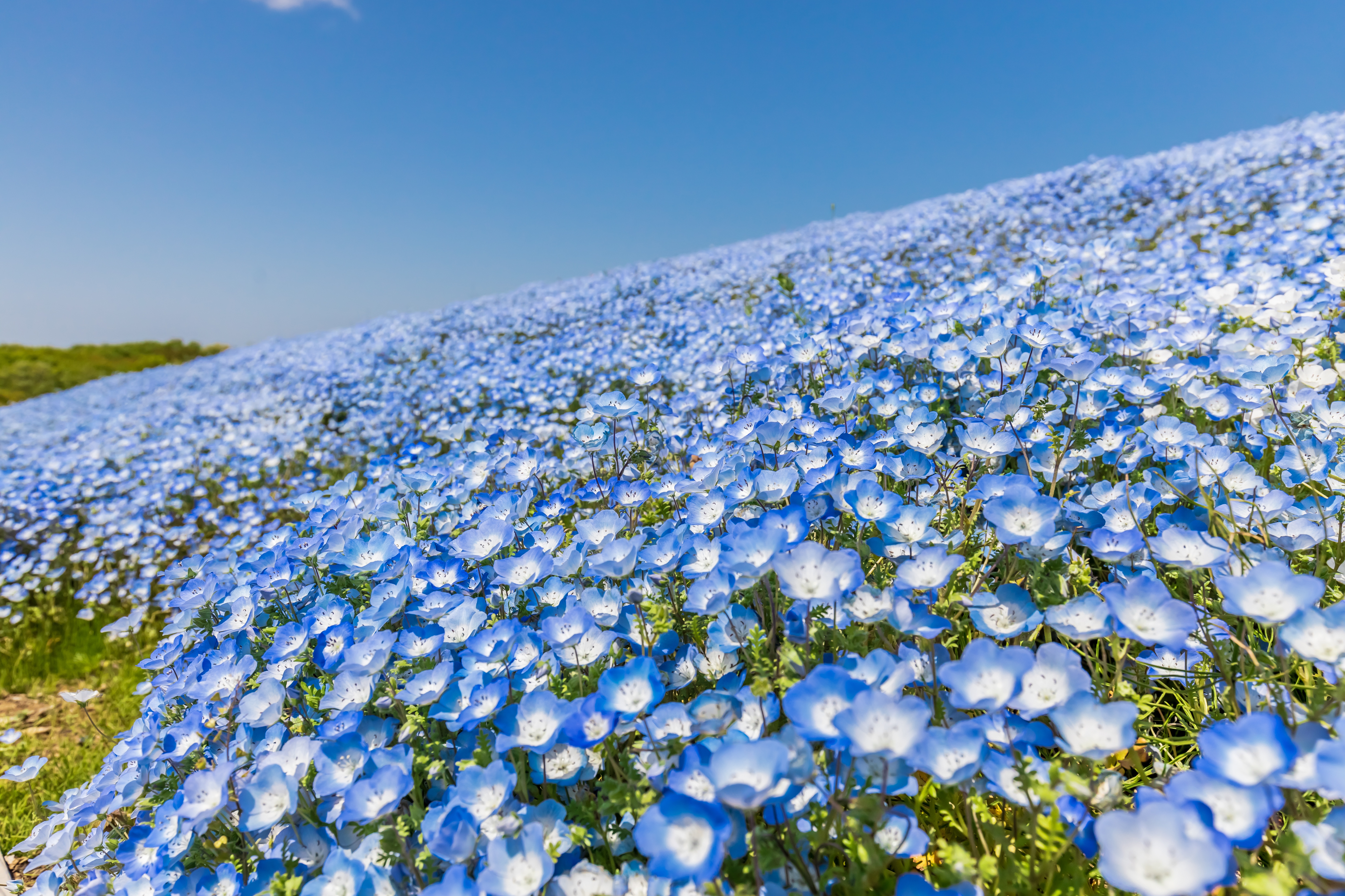 Pastel Blue Flower Wallpapers