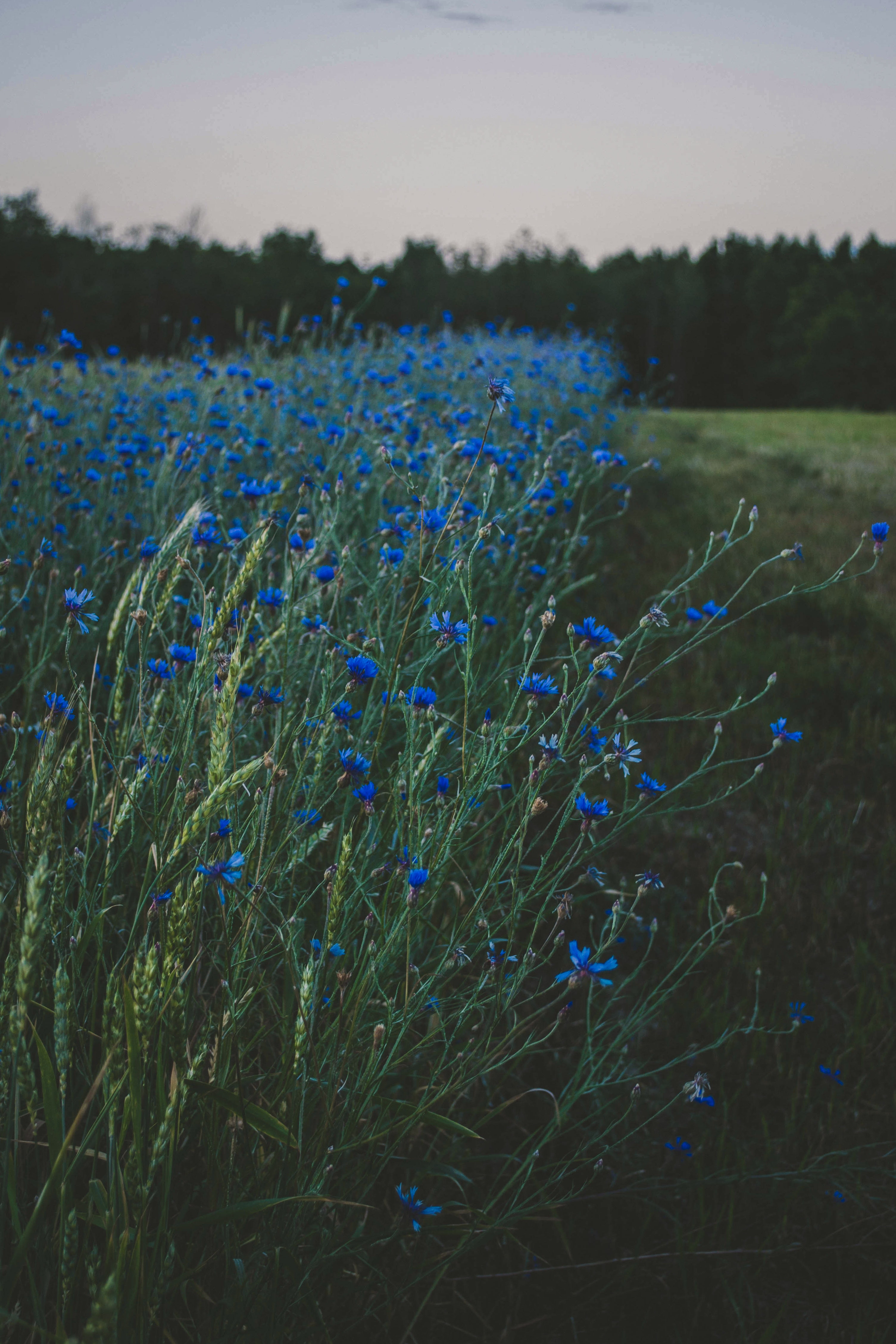 Pastel Blue Flower Wallpapers