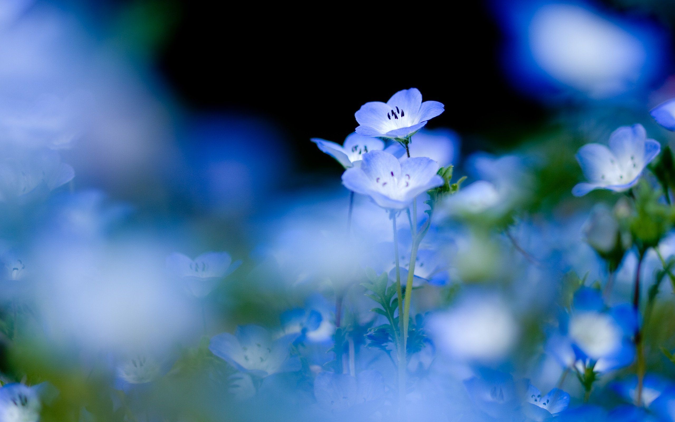 Pastel Blue Flower Wallpapers