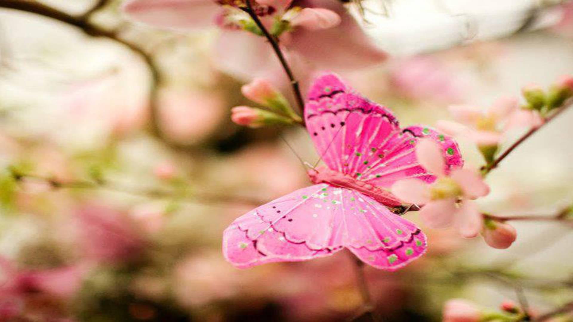 Pastel Butterfly Wallpapers