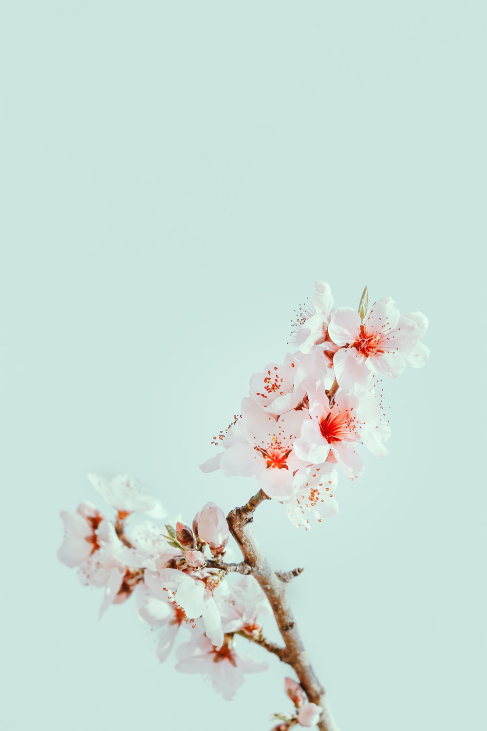 Pastel Cherry Blossom Wallpapers