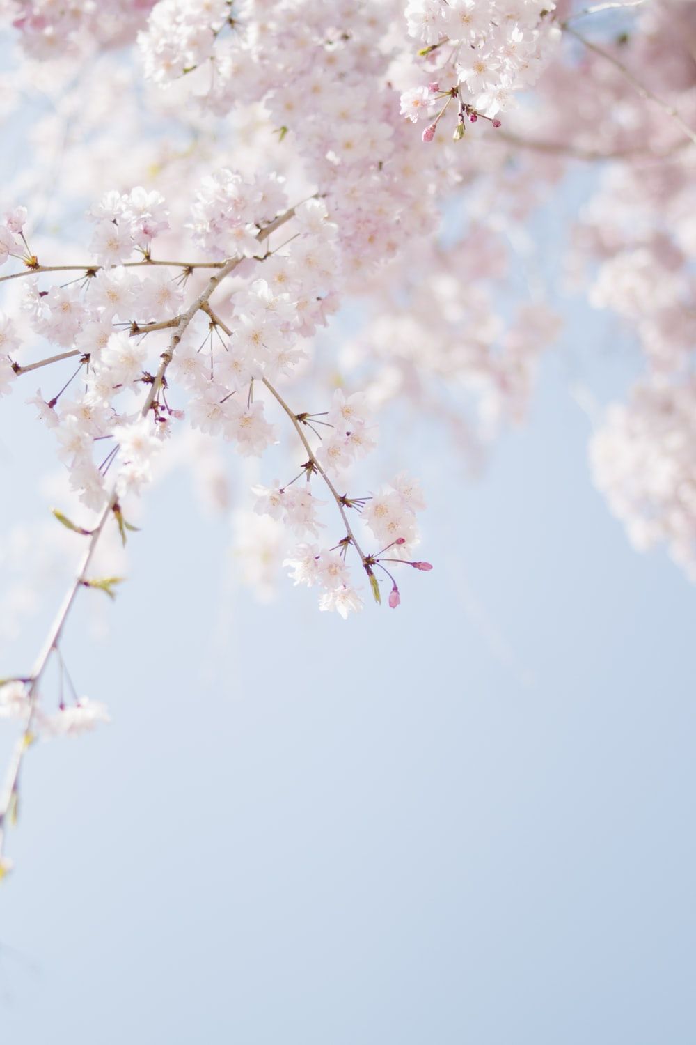 Pastel Cherry Blossom Wallpapers