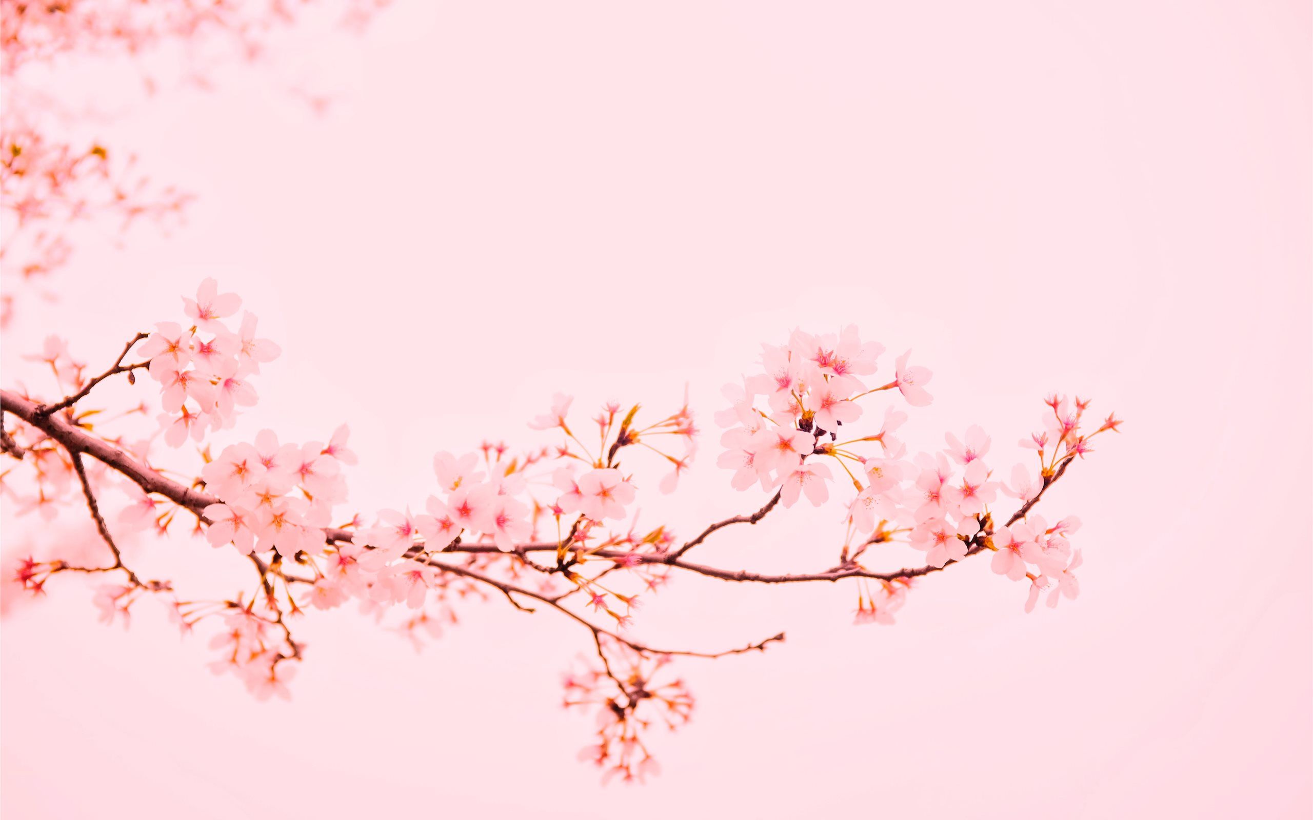 Pastel Cherry Blossom Wallpapers