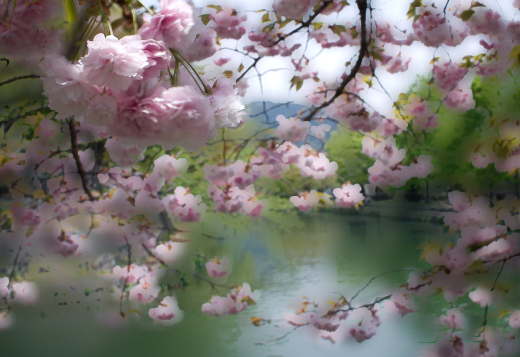 Pastel Cherry Blossom Wallpapers