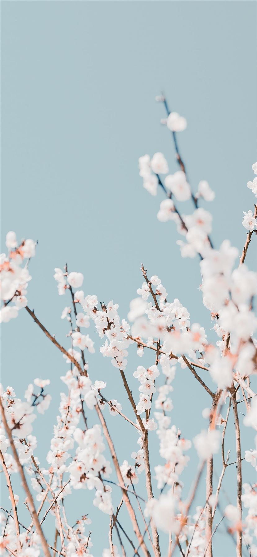 Pastel Cherry Blossom Wallpapers