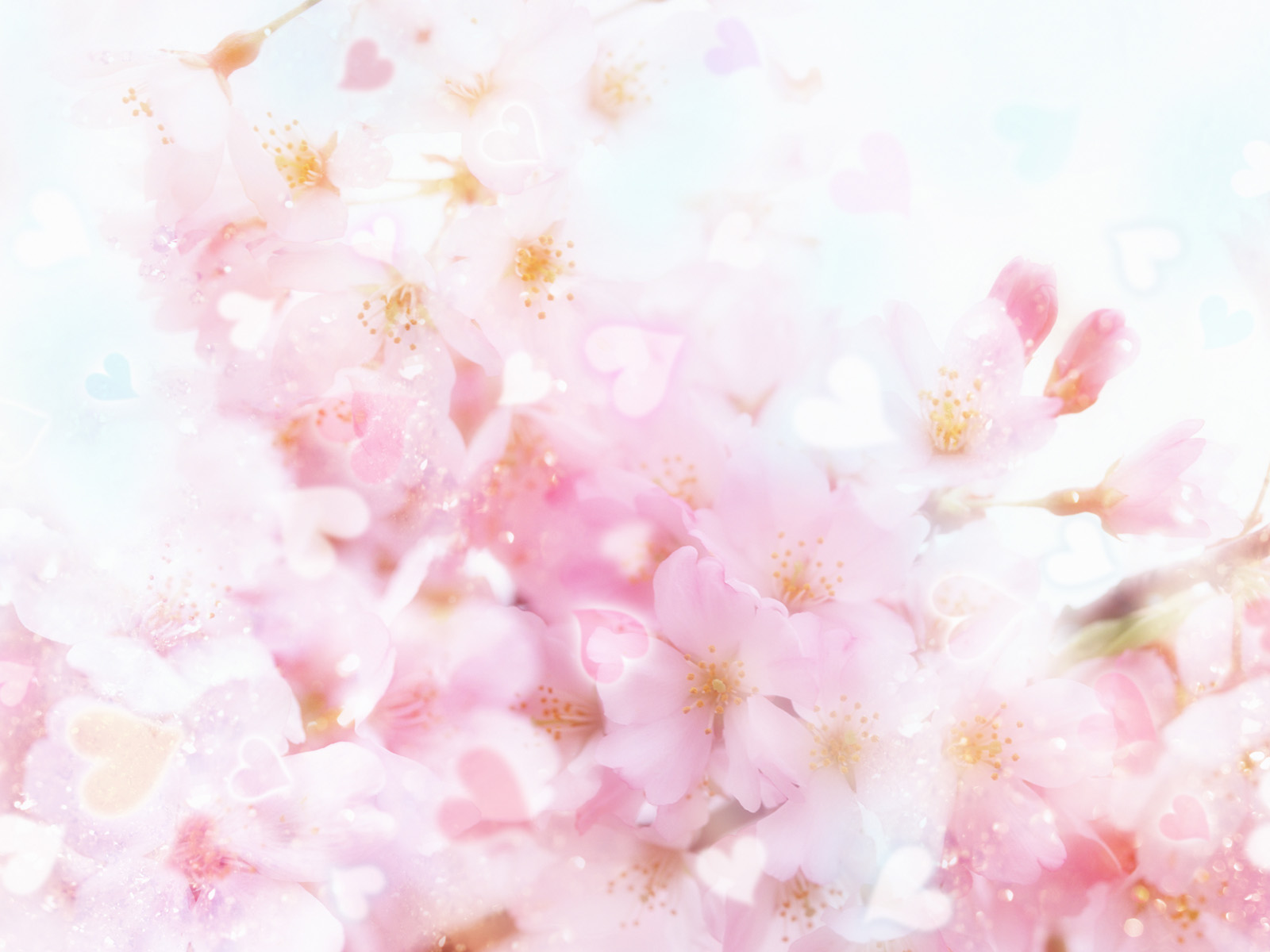 Pastel Cherry Blossom Wallpapers