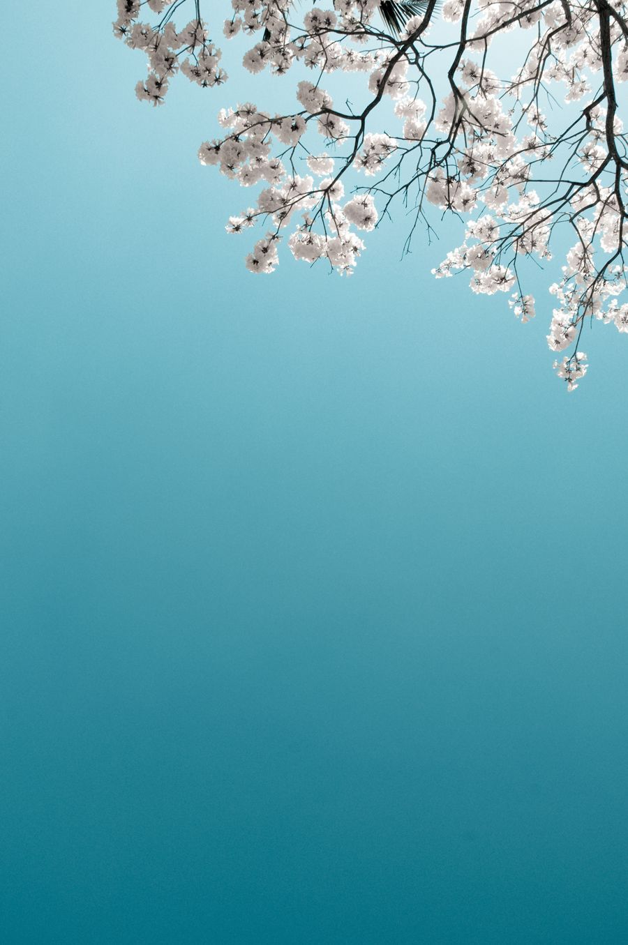 Pastel Cherry Blossom Wallpapers