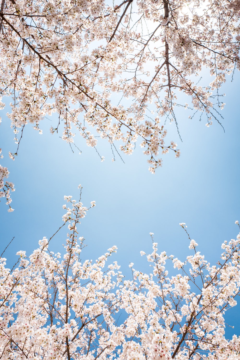 Pastel Cherry Blossom Wallpapers