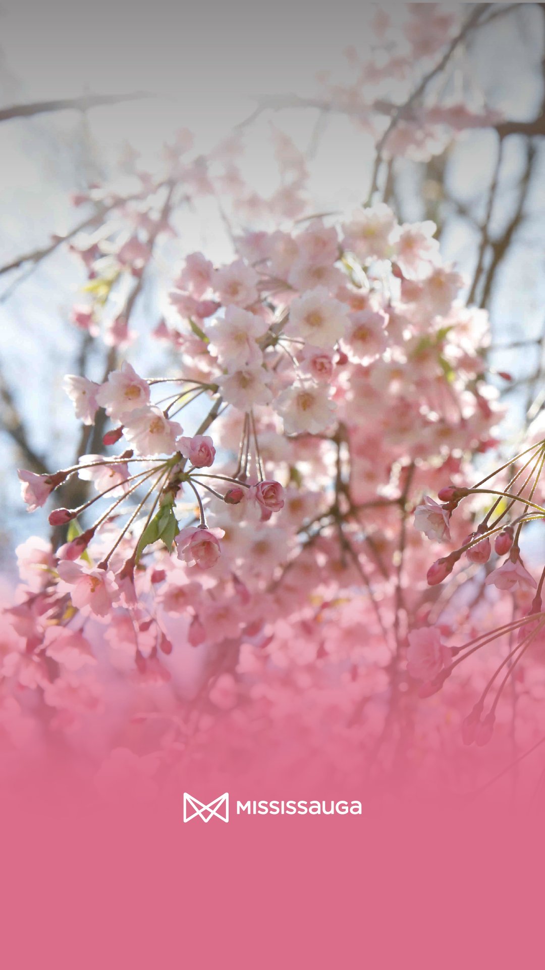 Pastel Cherry Blossom Wallpapers