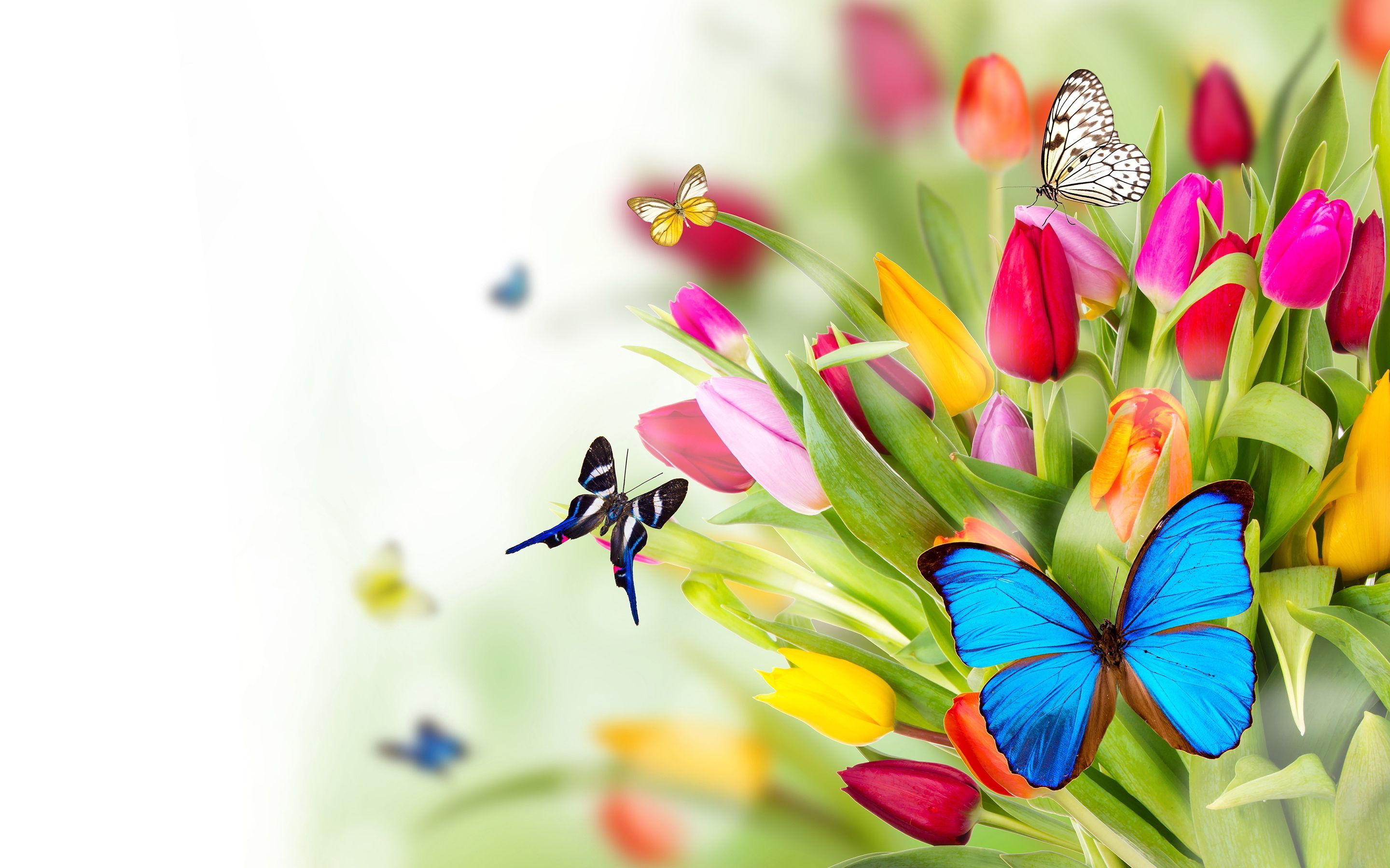 Pastel Flowers Butterflies Wallpapers