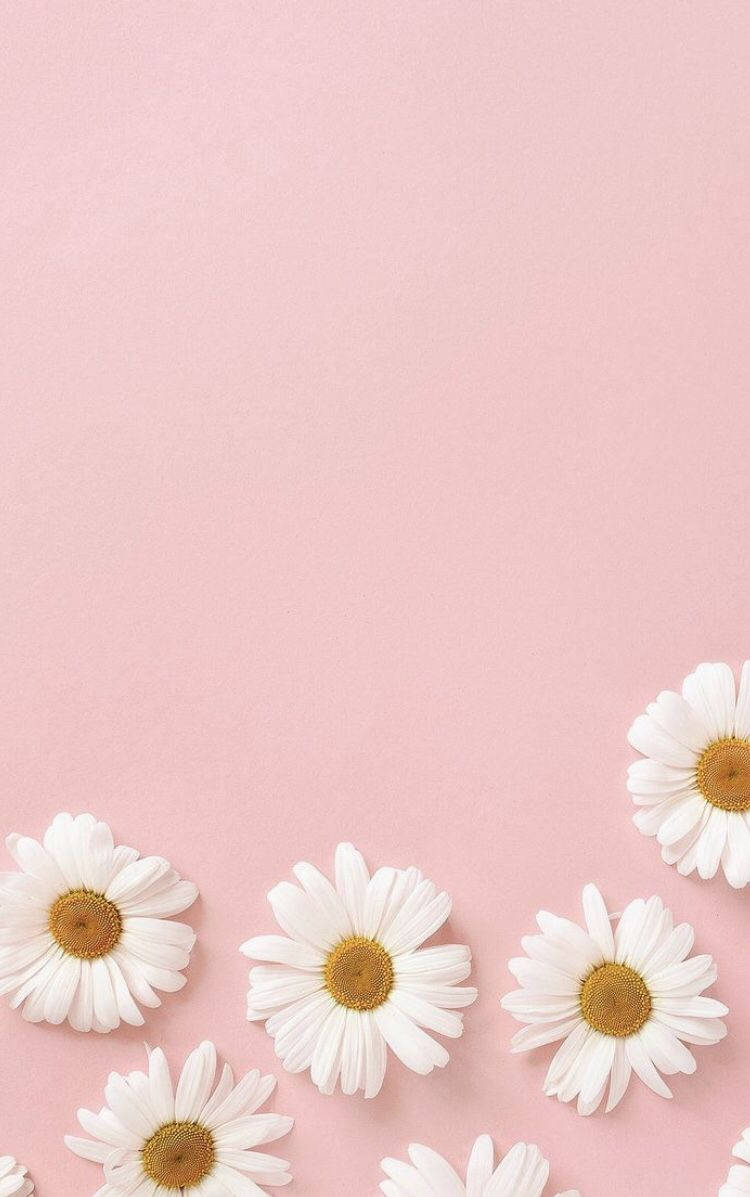 Pastel Pink Flower Wallpapers