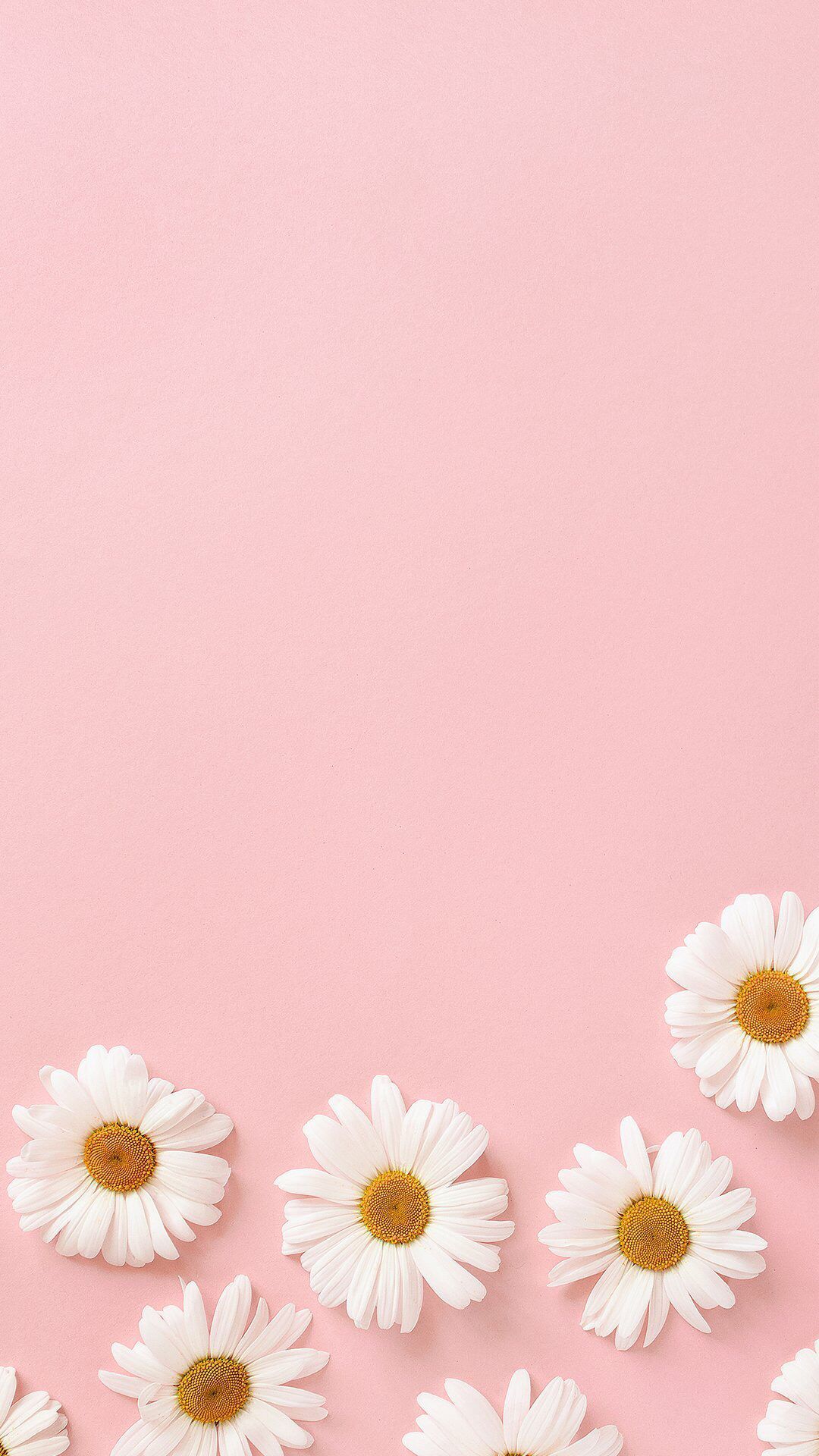 Pastel Pink Flower Wallpapers