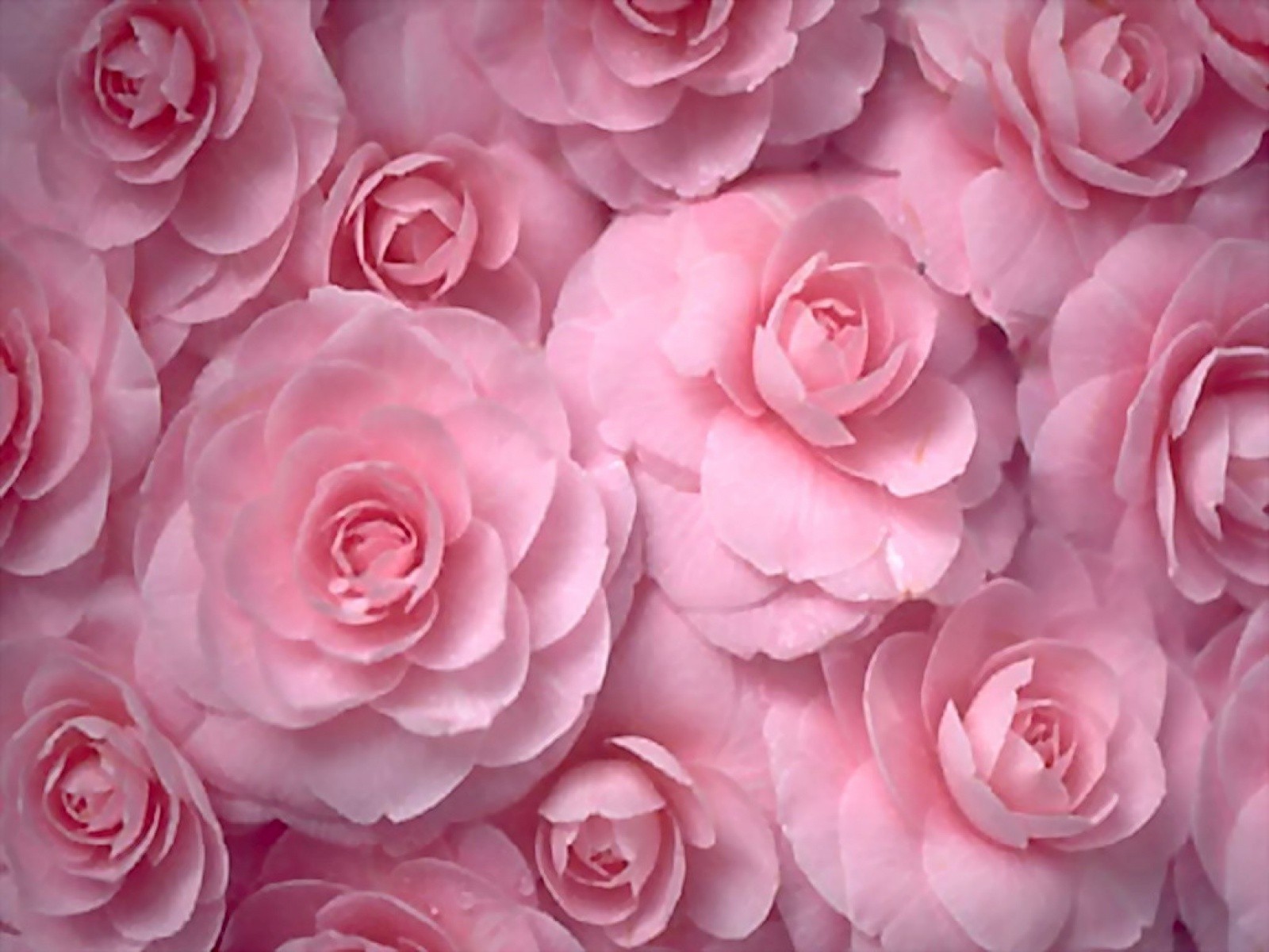 Pastel Pink Flower Wallpapers