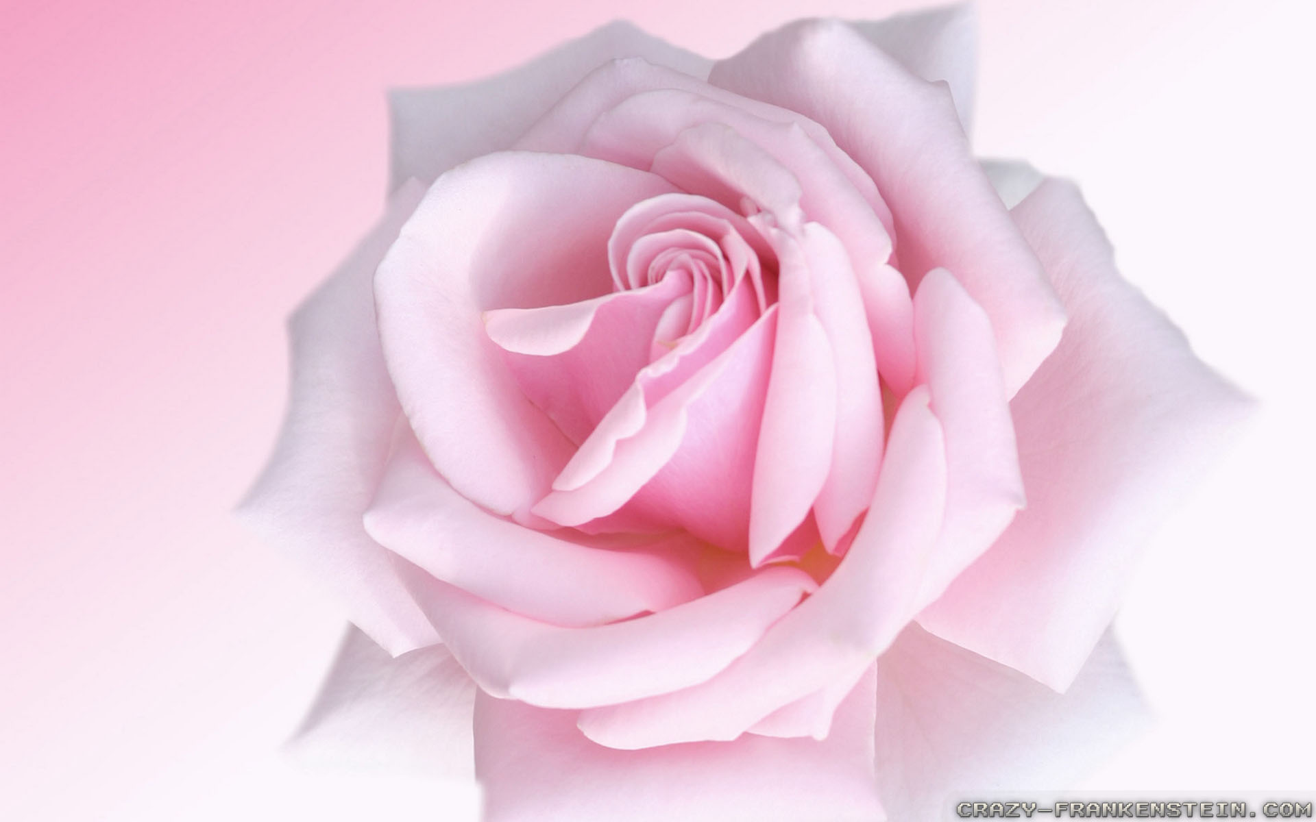 Pastel Pink Flower Wallpapers