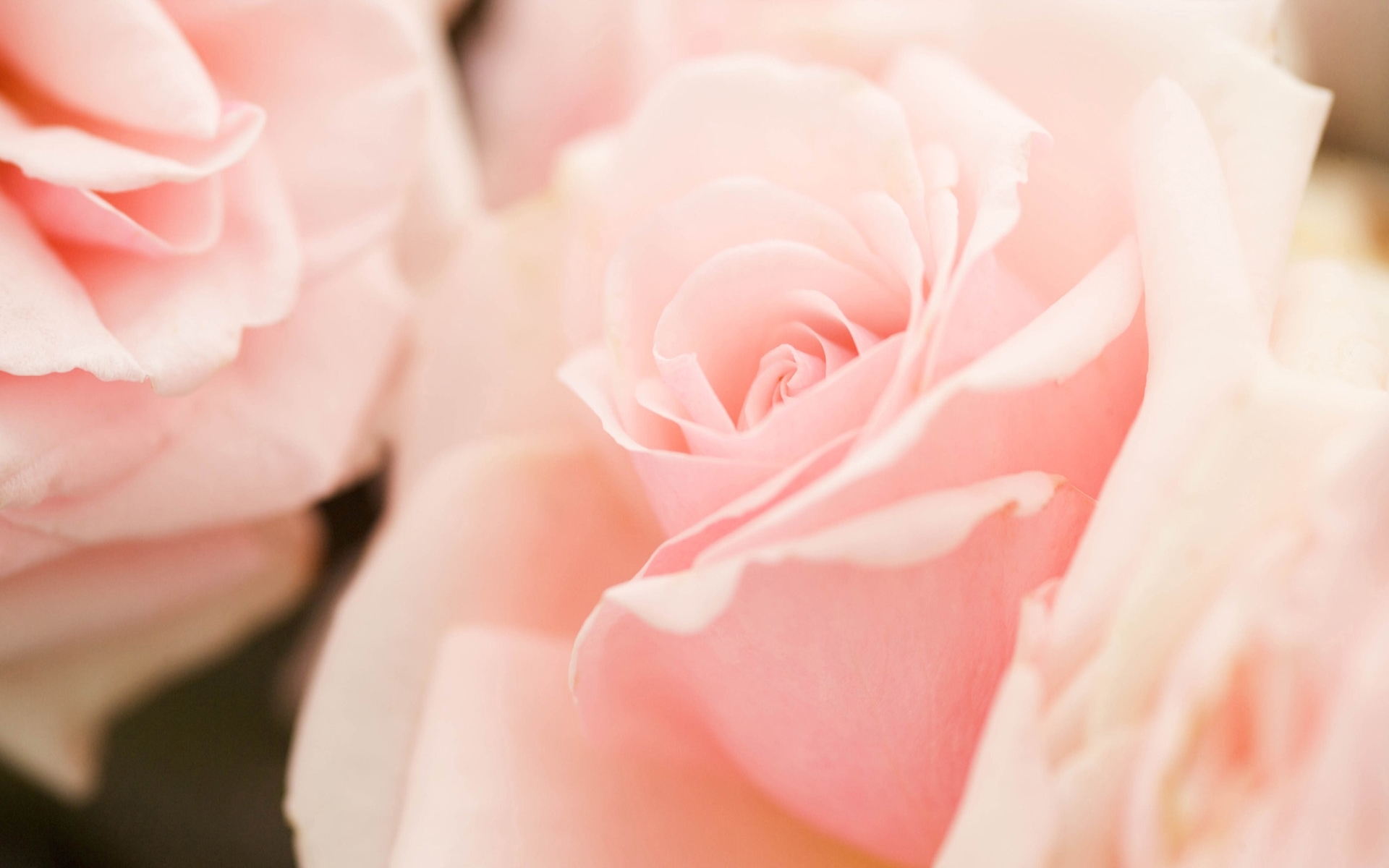 Pastel Pink Flower Wallpapers