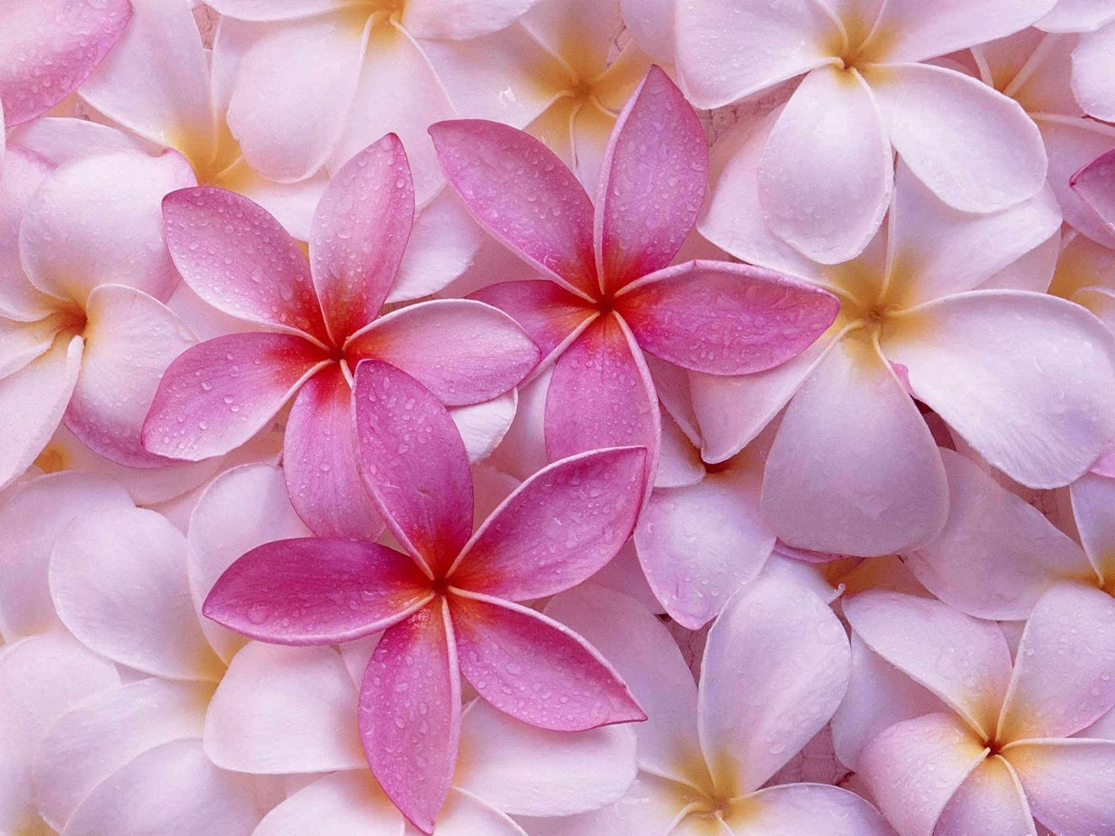 Pastel Pink Flower Wallpapers