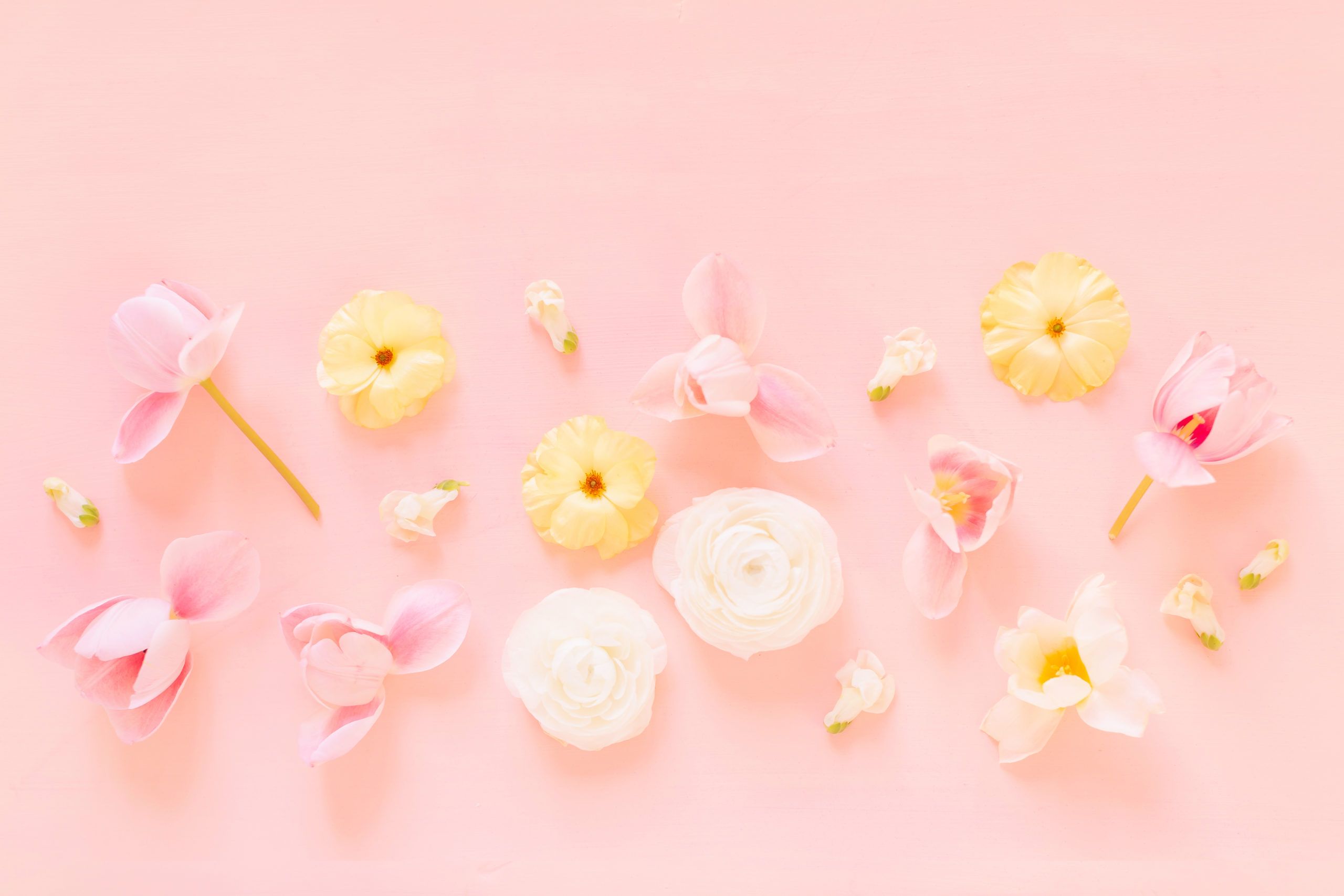 Pastel Pink Flower Wallpapers