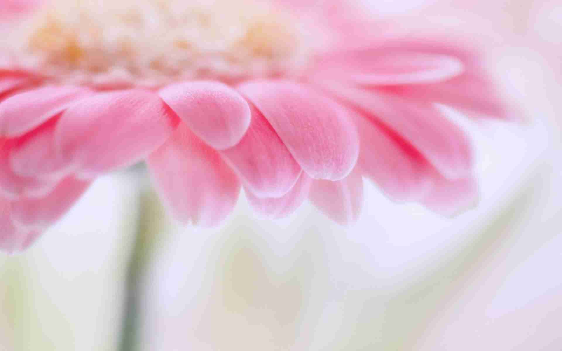 Pastel Pink Flower Wallpapers