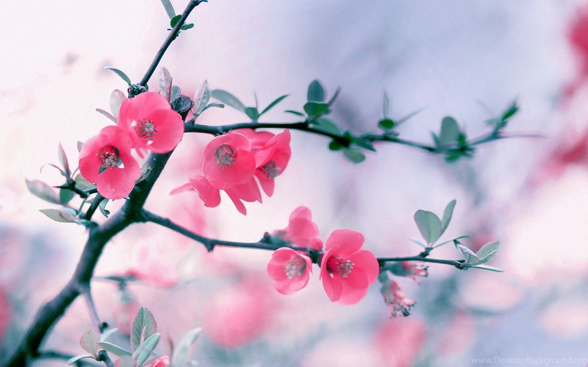 Pastel Pink Flower Wallpapers