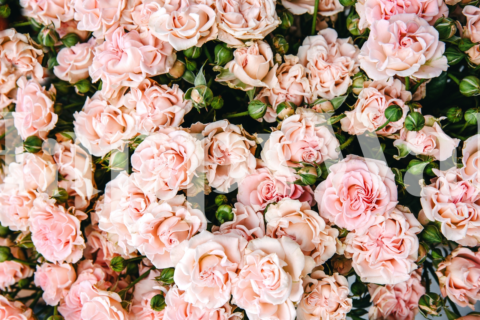 Pastel Pink Roses Wallpapers