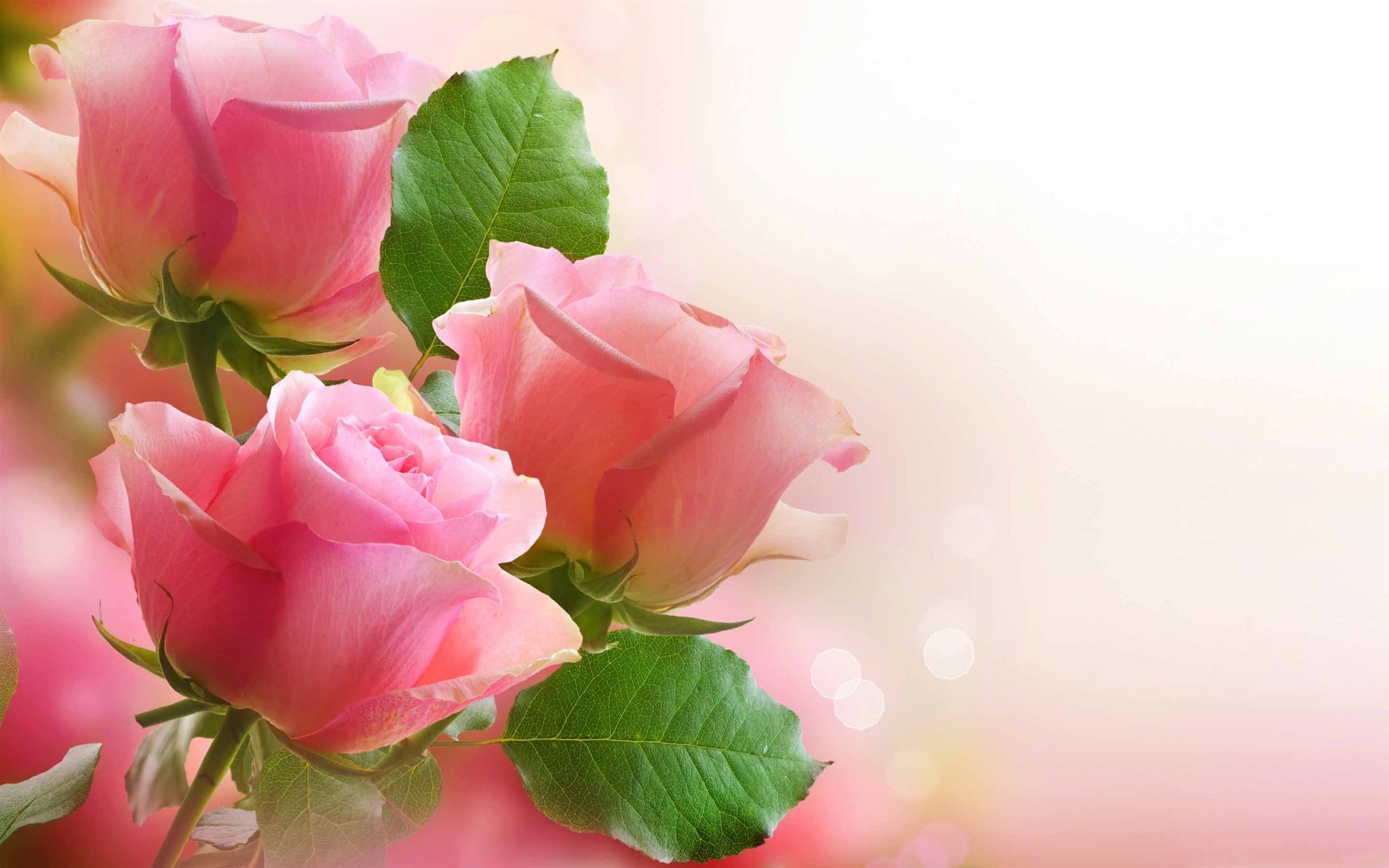 Pastel Pink Roses Wallpapers