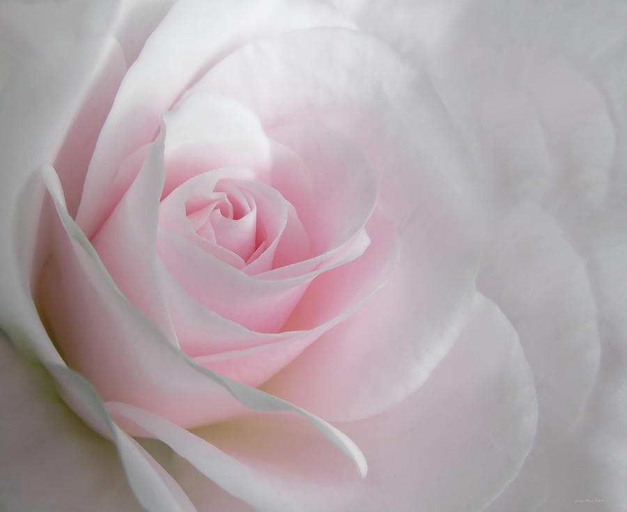 Pastel Pink Roses Wallpapers