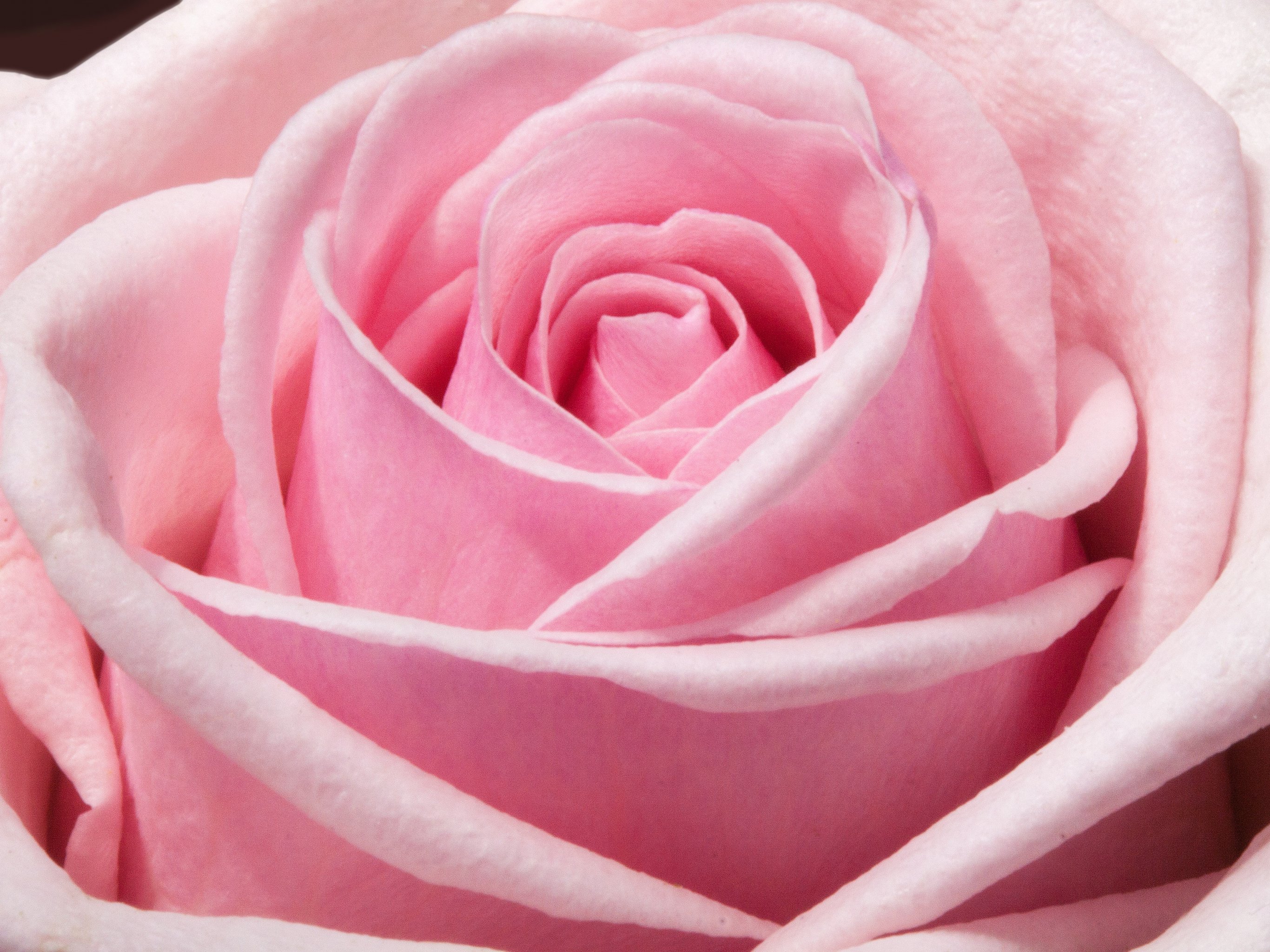 Pastel Pink Roses Wallpapers