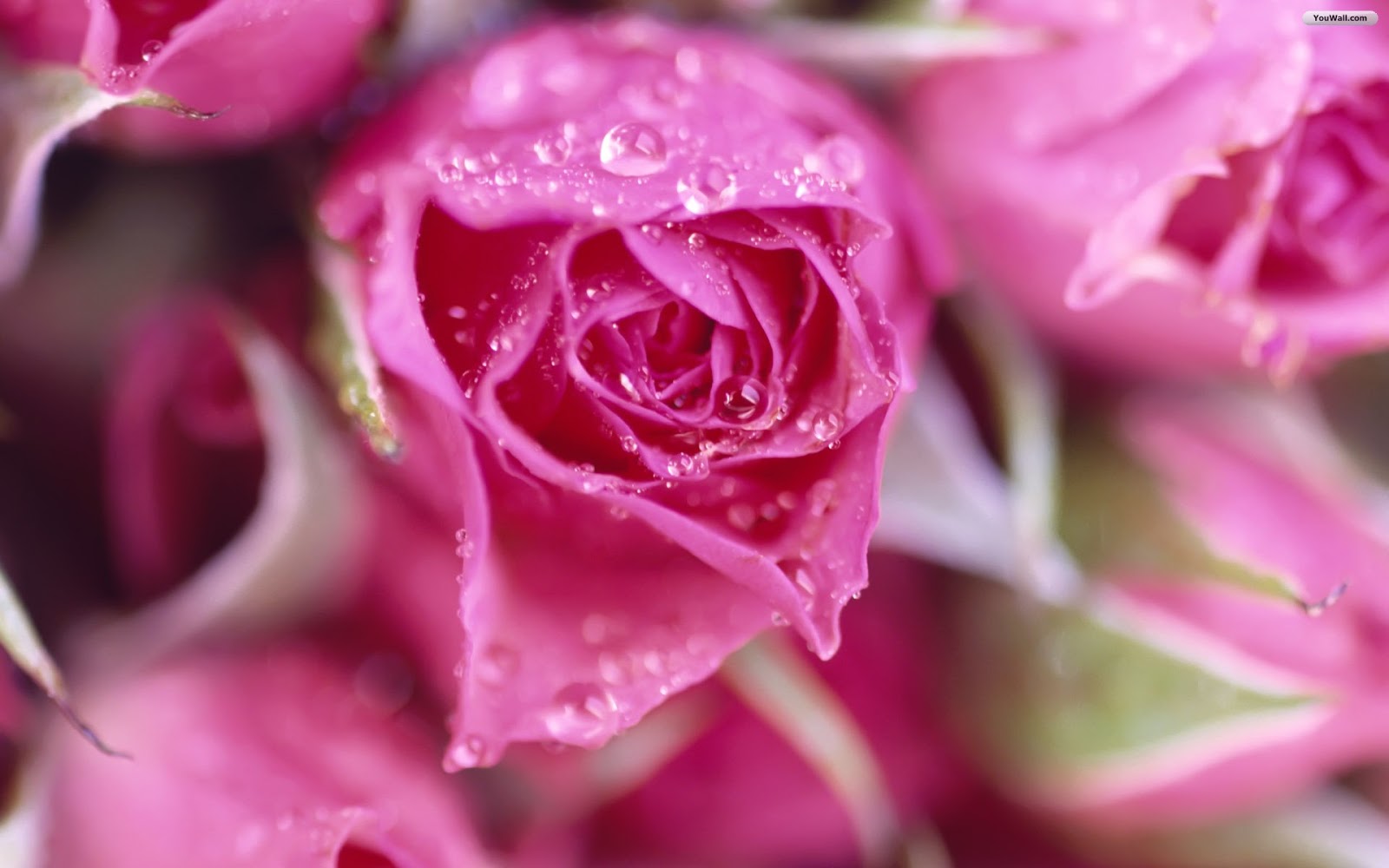 Pastel Pink Roses Wallpapers