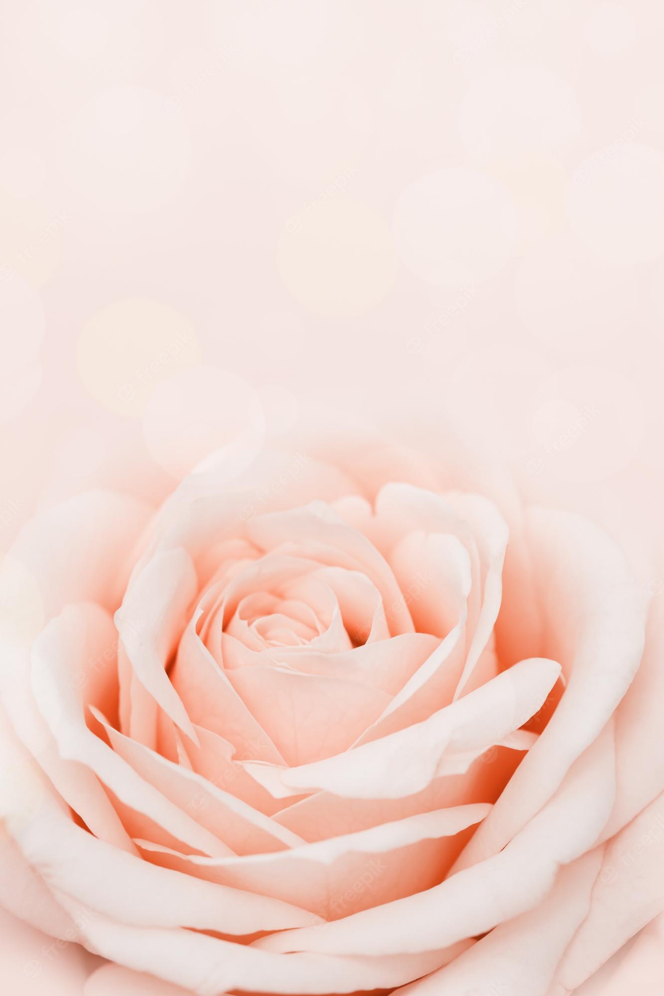 Pastel Pink Roses Wallpapers