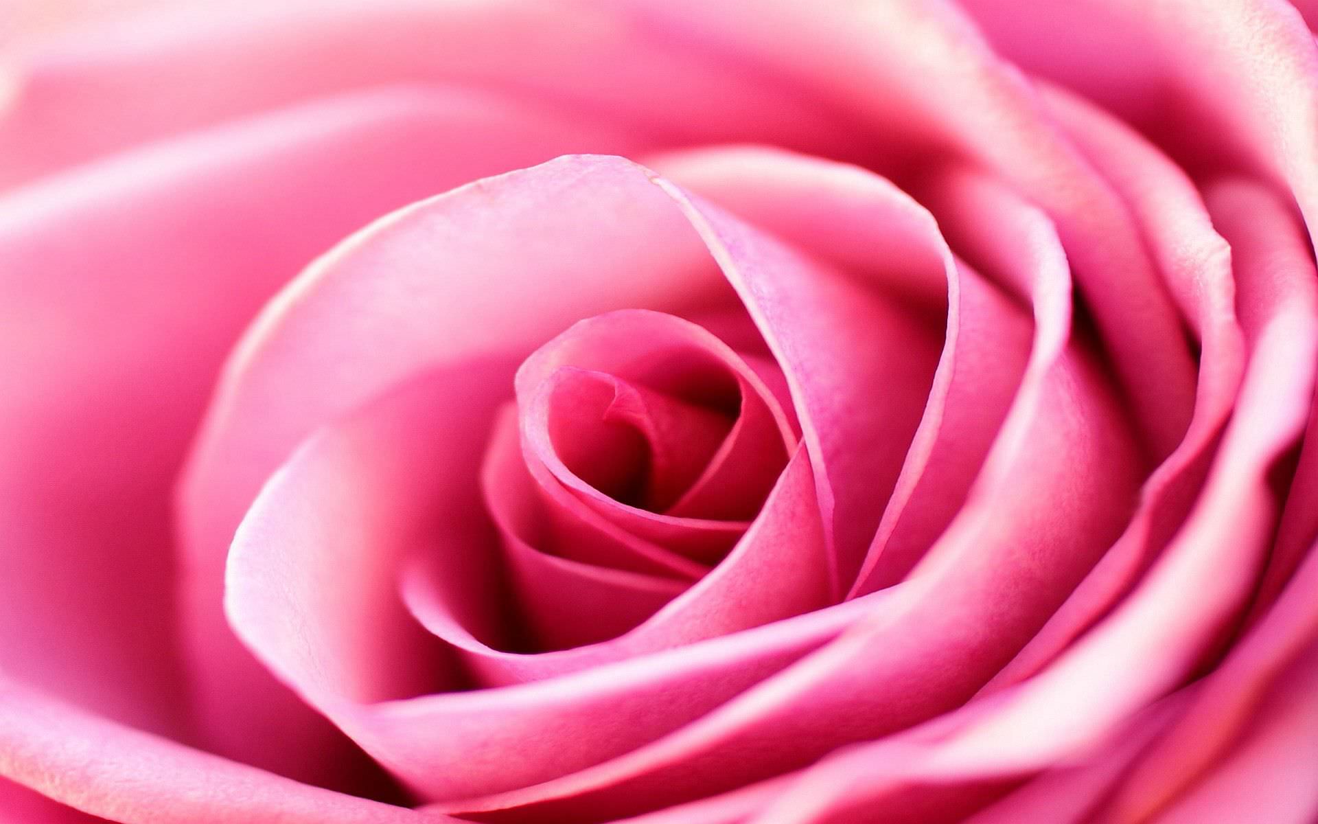 Pastel Pink Roses Wallpapers