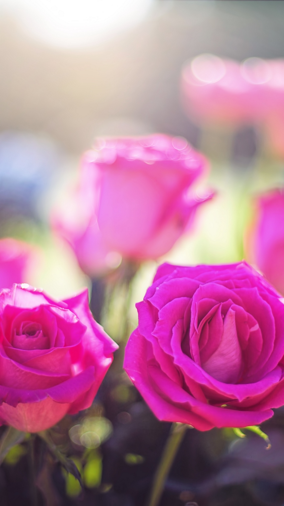 Pastel Pink Roses Wallpapers